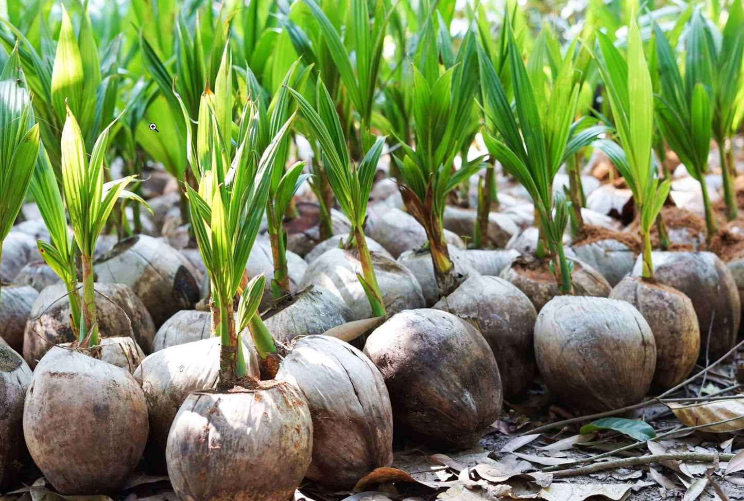 Live Dwarf Green Malayan Coconut Palm 6 to 12 inch Tall, Cocos nucifera Seedling for Planting, Sprouted Coco Plant Produces Edible Fruits, Ready to Grow
