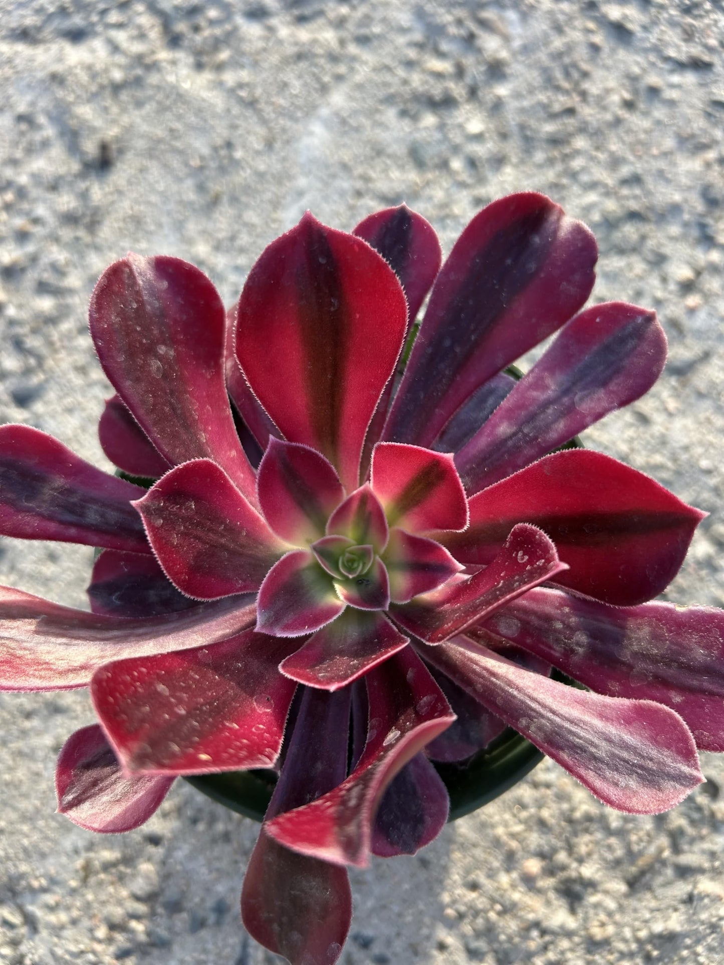 Aeonium Medusa Live Succulent Plant, Fully Rooted in 4 Inch Pot with Soil, Deep Red and Purple Rosette, Indoor Outdoor Home Office Decorative Plant