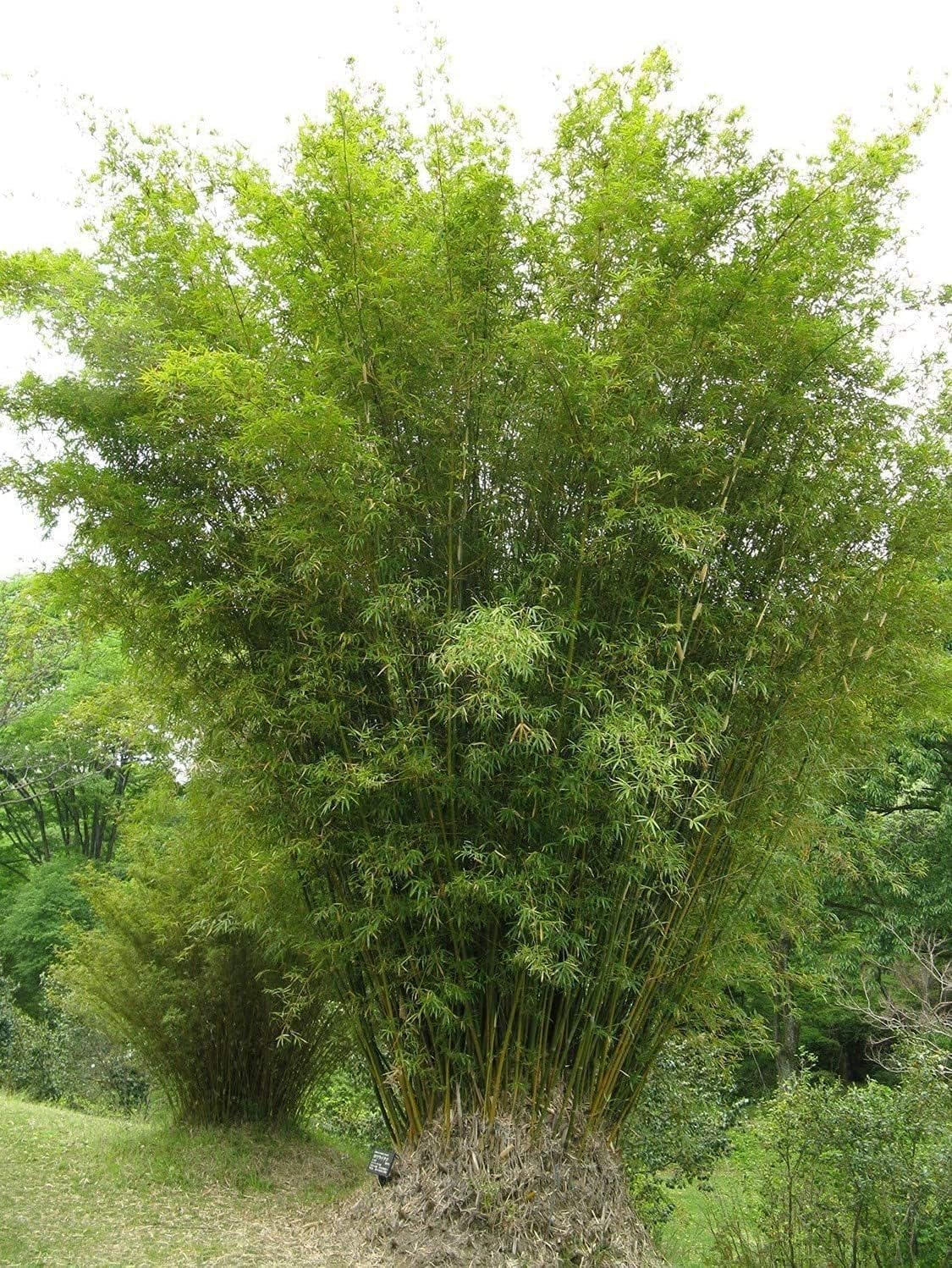 Golden Hedge Bamboo | 2 Extra Large Trade 3 Gallon Plants | Bambusa Multiplex | Clumping Non-Invasive Screening Live Bamboo