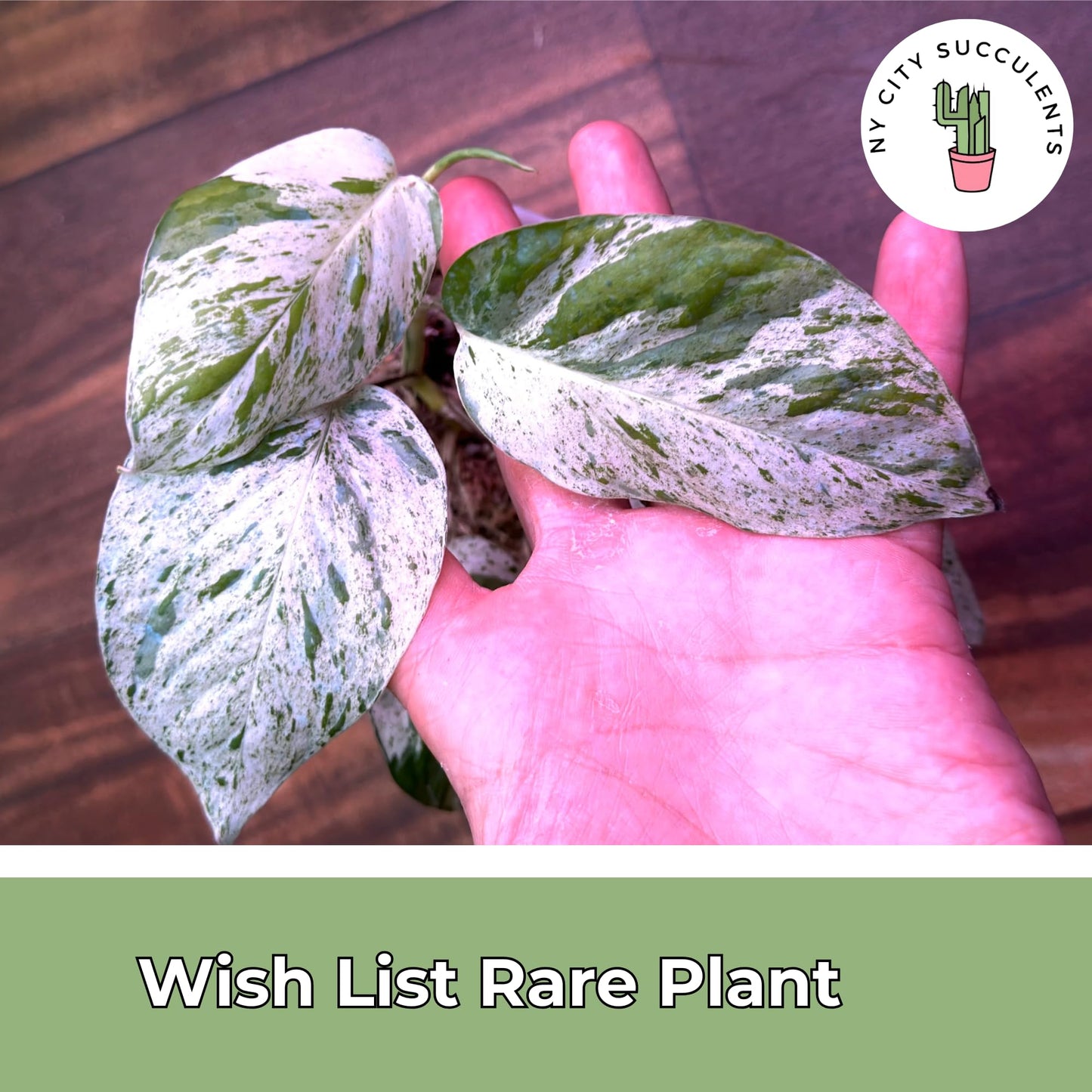 Live Plants 4" Epipremnum Pinnatum Marble - Highly Variegated Leaves - Rare Indoor Plants Live Houseplants for Home, Office, Wedding Decor & Giftable (Heat Pack Included)