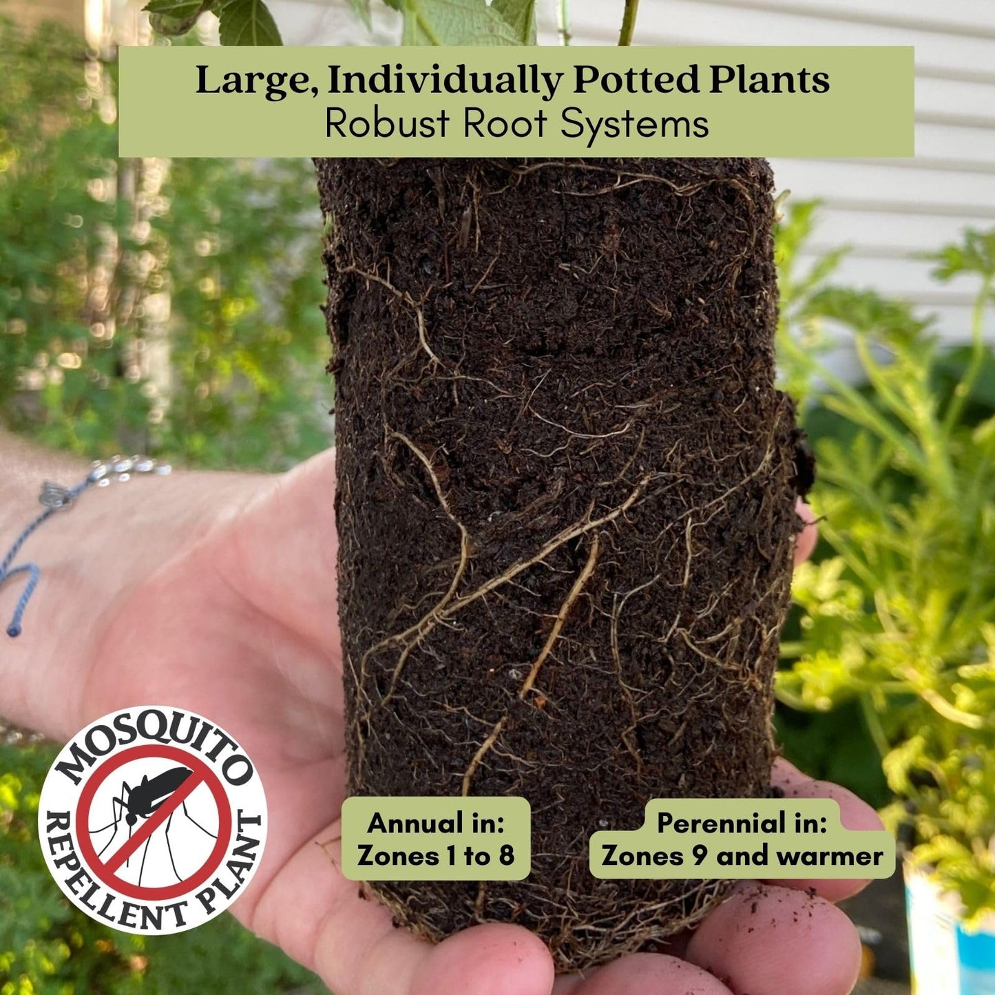 Clovers Garden Lantana Camara Flowers – Two (2) Live Plants Non-GMO Each Plant 4" to 8" Tall – in 4" Inch Pots - Natural Mosquito Garden - Attract Hummingbirds & Butterflies, Assorted Colors