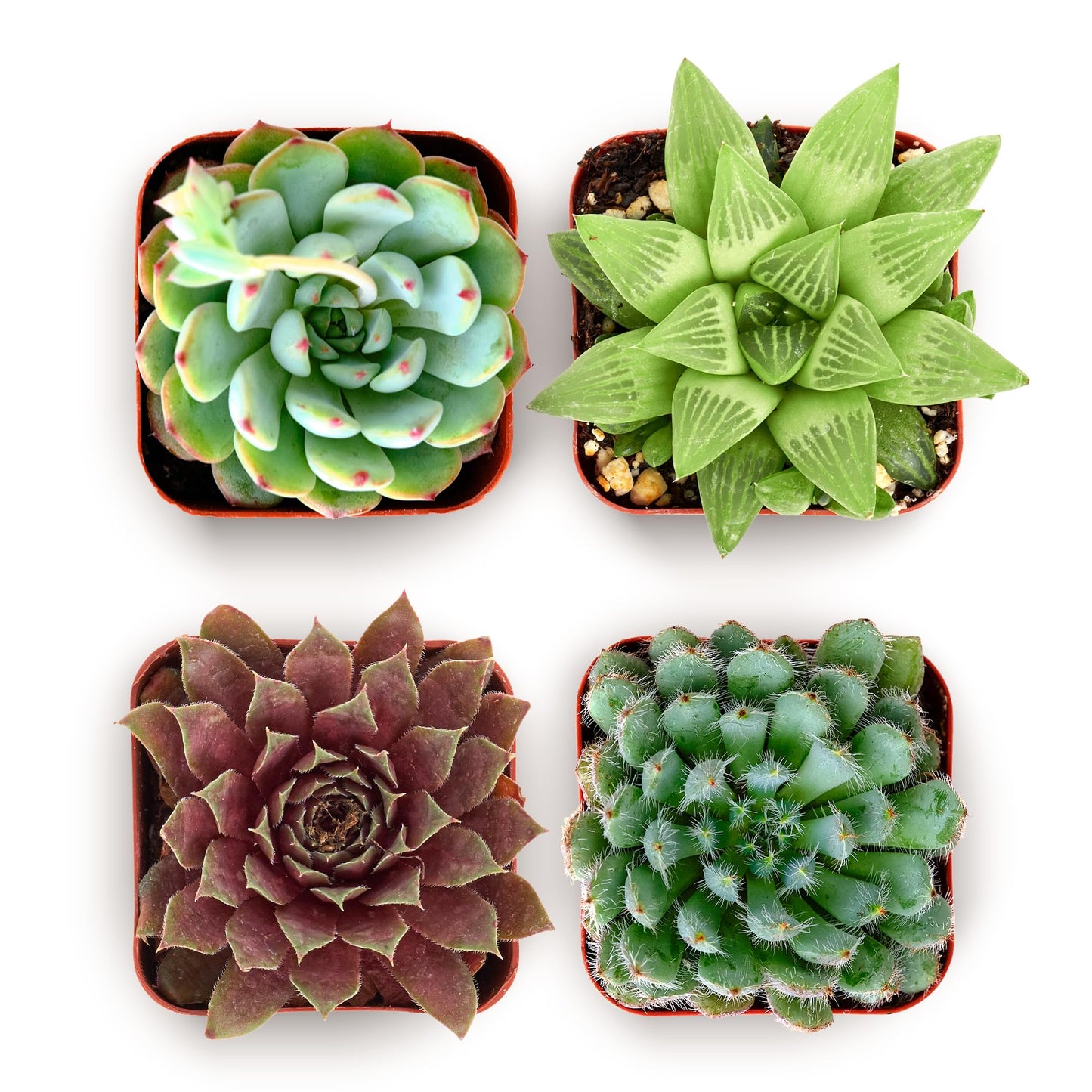 Shop Succulents Echeveria & Rosette Live Succulent Variety Pack – Fully Rooted 2" Potted Plants for Gifts, Favors, DIY Projects, Terrariums, Home Décor, and Garden Arrangements, 4 Pack