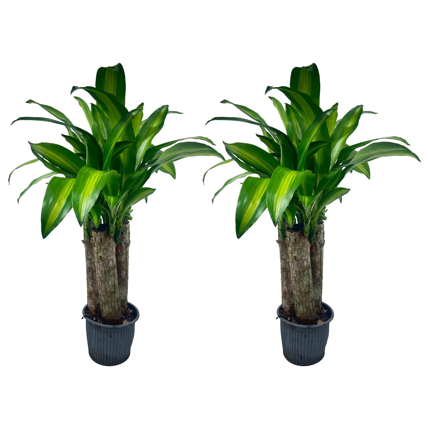 LEAL PLANTS ECUADOR Dracaena Massangeana (Pack of 2)– Striking Corn Plant with Bold Green & Yellow Foliage, Low-Maintenance Indoor Plant,Perfect for Home Decor, Unique Gift for Plant Lover