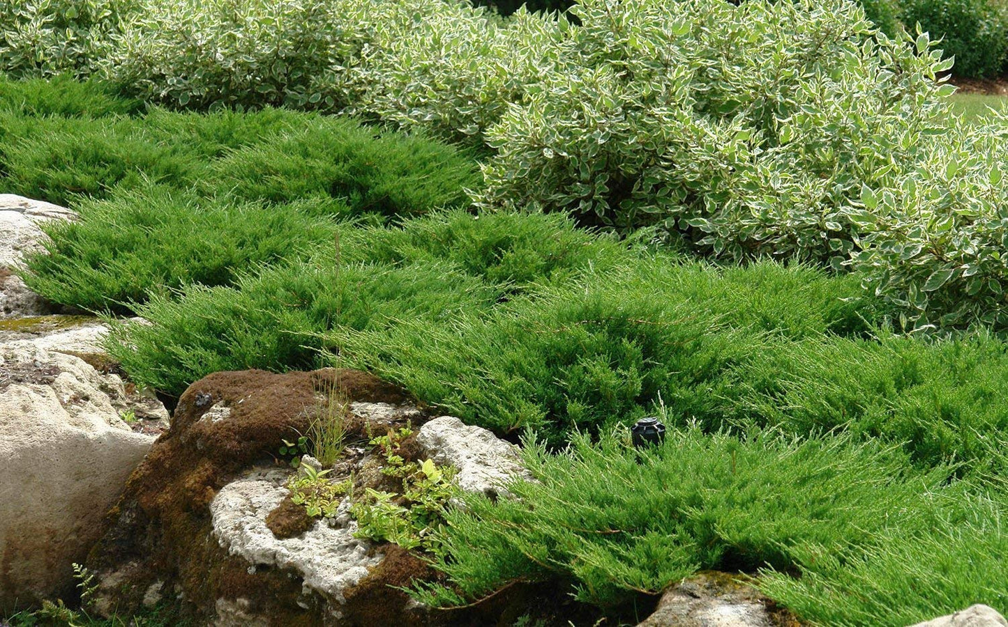 Juniper Andorra Compacta - 10 Live Plants - Juniperus Horizontalis - Drought Tolerant Cold Hardy Evergreen Ground Cover