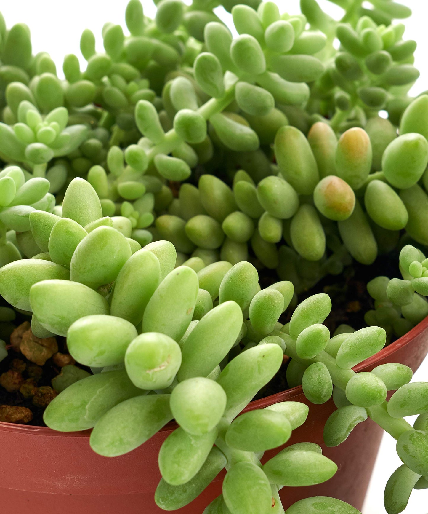Shop Succulents | Hanging Collection of Live Succulent Plants, Hand Selected String of Pearls & Burrito Sedum Variety | Collection of 2 in 6" Grow Pot