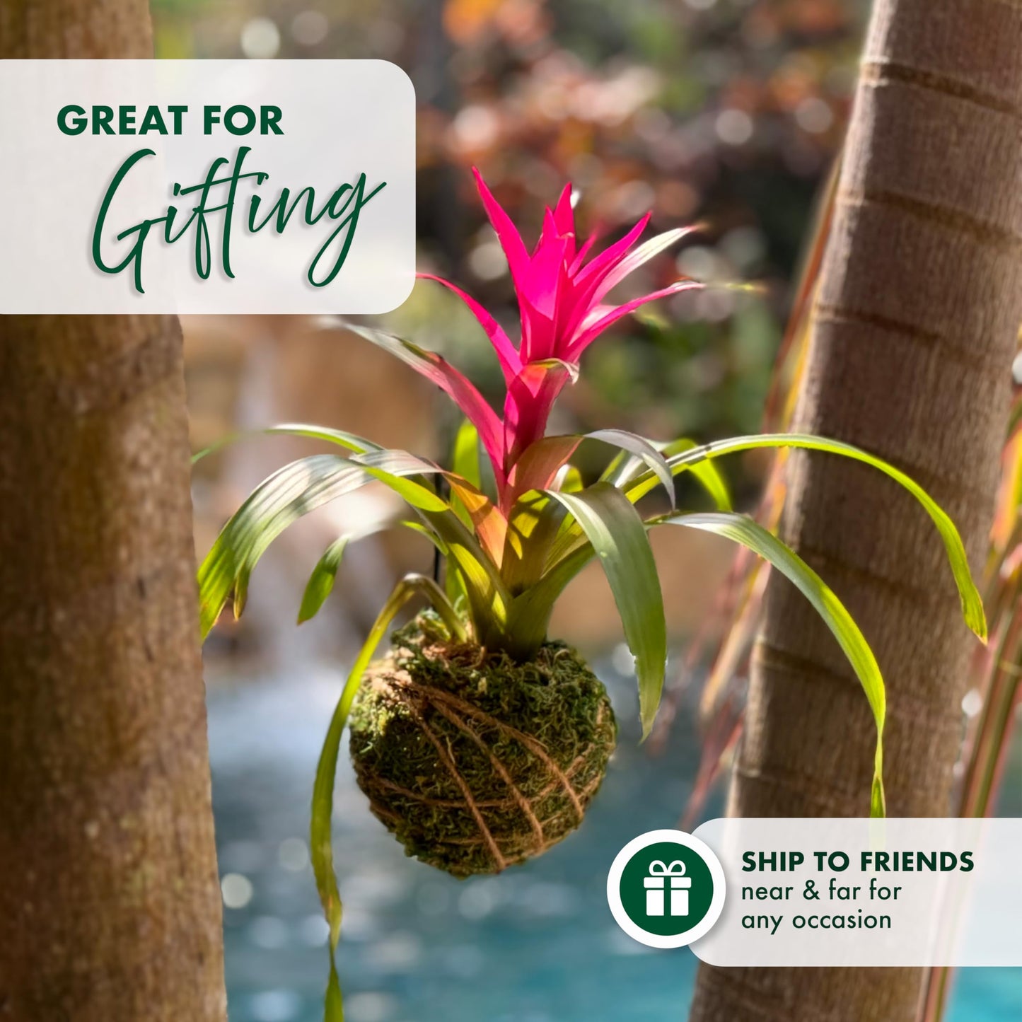 Better-GRO Bromeliad Hanging Kokedama – Indoor/Outdoor Decorative Planter, Low Maintenance Houseplant, Unique Home Decor - 12” Tall