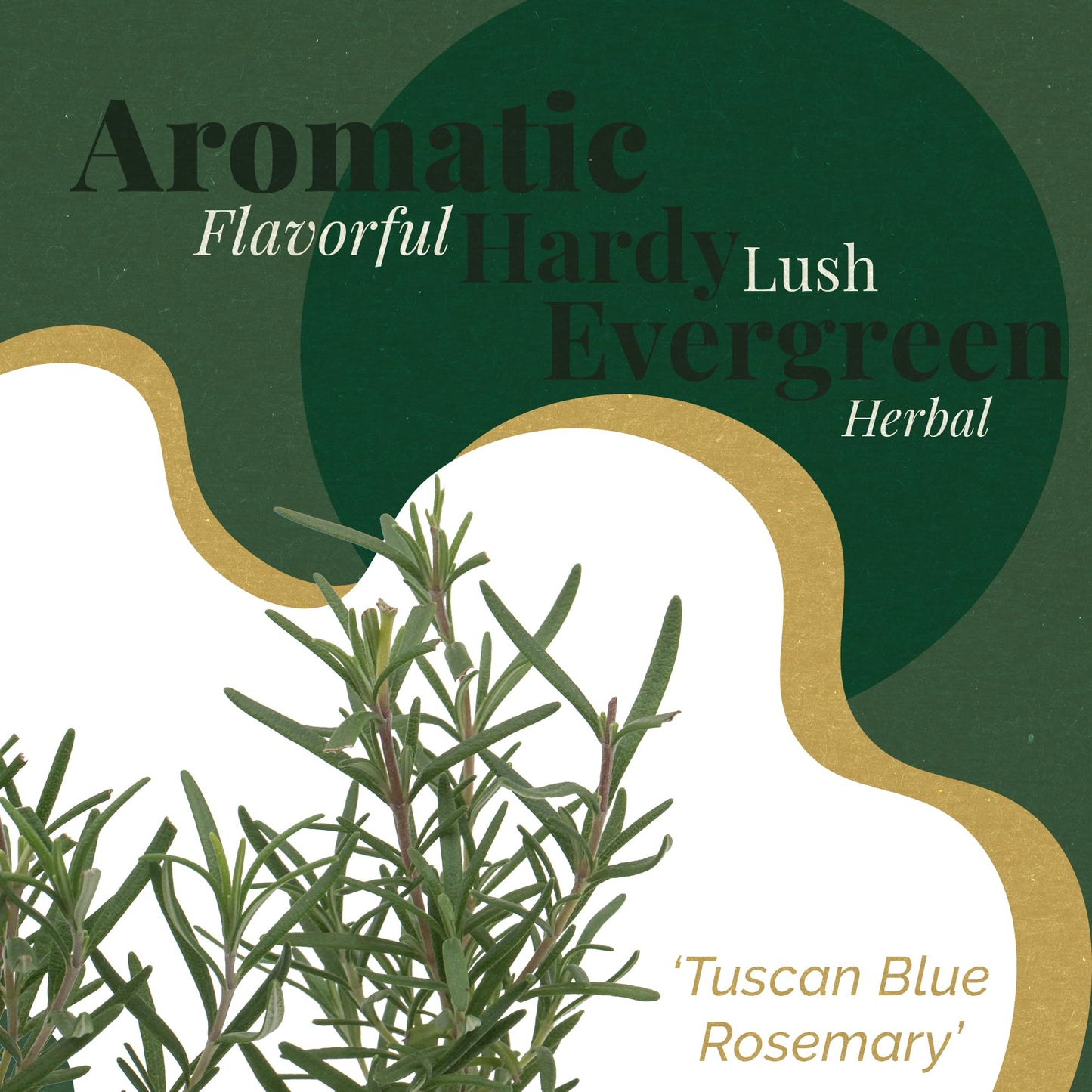 3 Tuscan Blue Rosemary, Live Plants – Rosmarinus Officinalis – Hardy & Fragrant Herb in 2.5” Nursery Pots – Grows Up to 5 Ft, Easy to Maintain, Great for Cooking, Landscaping & Aromatherapy