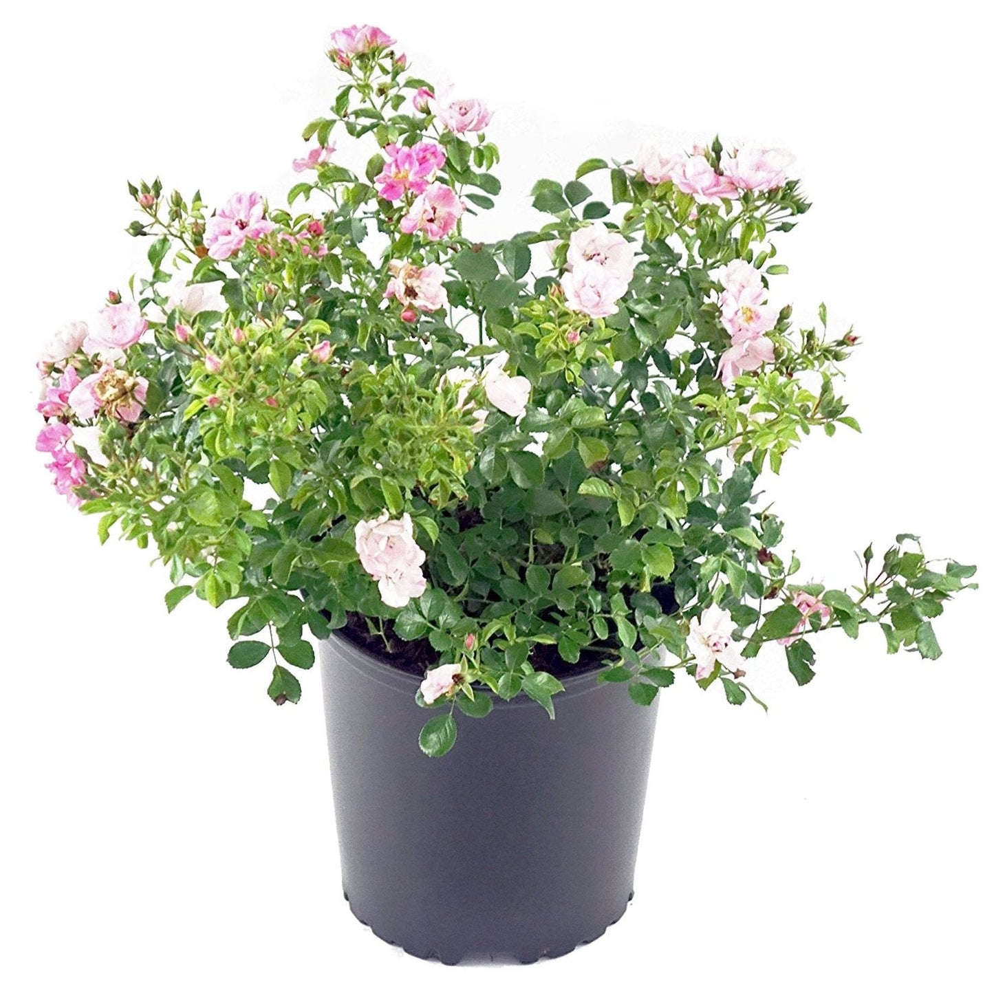 Live Plant from Green Promise Farms Flower Carpet Roses ROSA `FLOWER CARPET APPLE BLOSSOM` Pink Flower Shrub #2 Size Container White