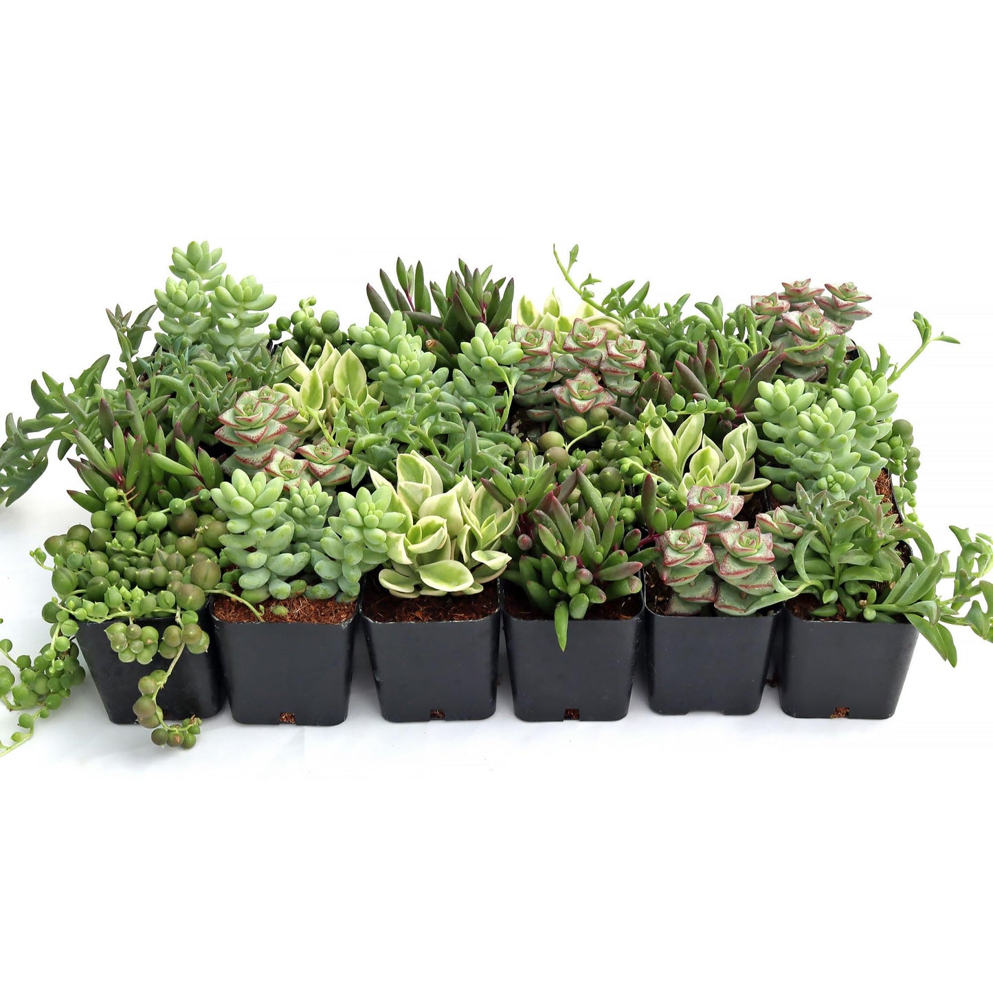 Mountain Crest Gardens Trailing & Strings Succulent Pack - 24 Live Plants in 2 Inch Pots - Real Succulents for Hanging Planters, Home Decor, and DIY Arrangements