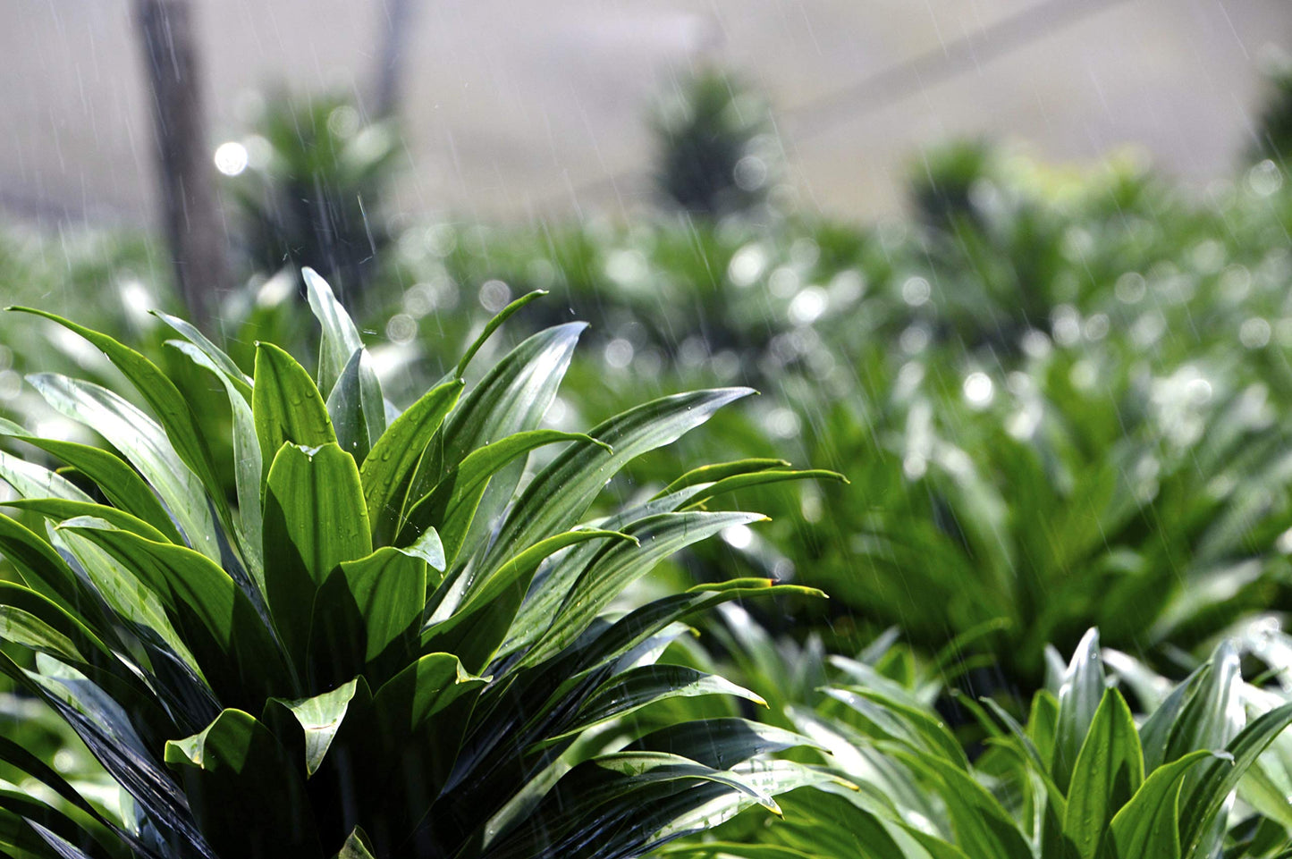 Dracaena Janet Craig Bush - Live Plant in a 8 Inch Pot - Dracaena Deremensis 'Janet Craig' - Beautiful Low Light Indoor Houseplant