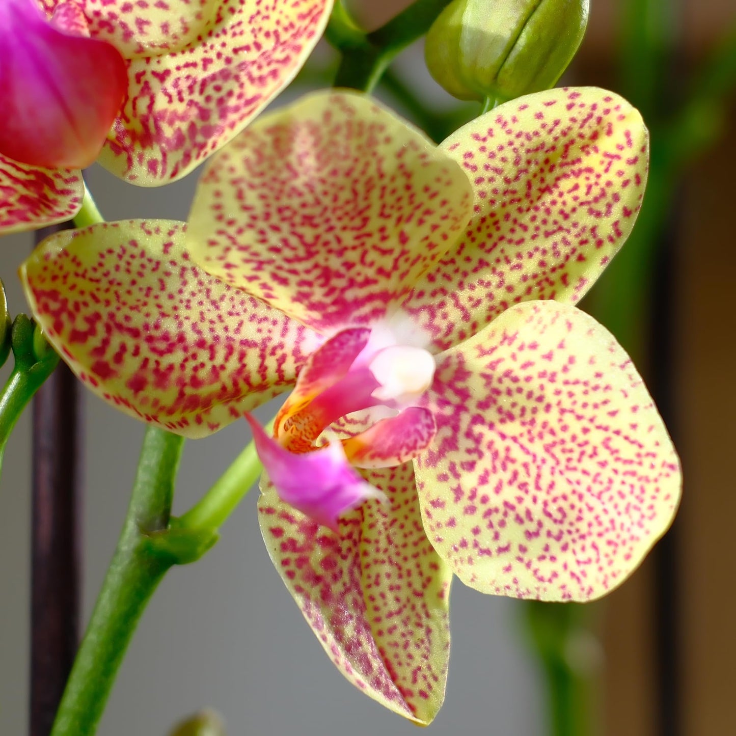 Premium Spotted Live Orchid Plant Blooming in 3.5" Blue & White Orchid Pot, Live Plants, Houseplant Gifts, Approx. 16" Tall, Pet Friendly Houseplants, Phalaenopsis Moth Flower by Plants for Pets