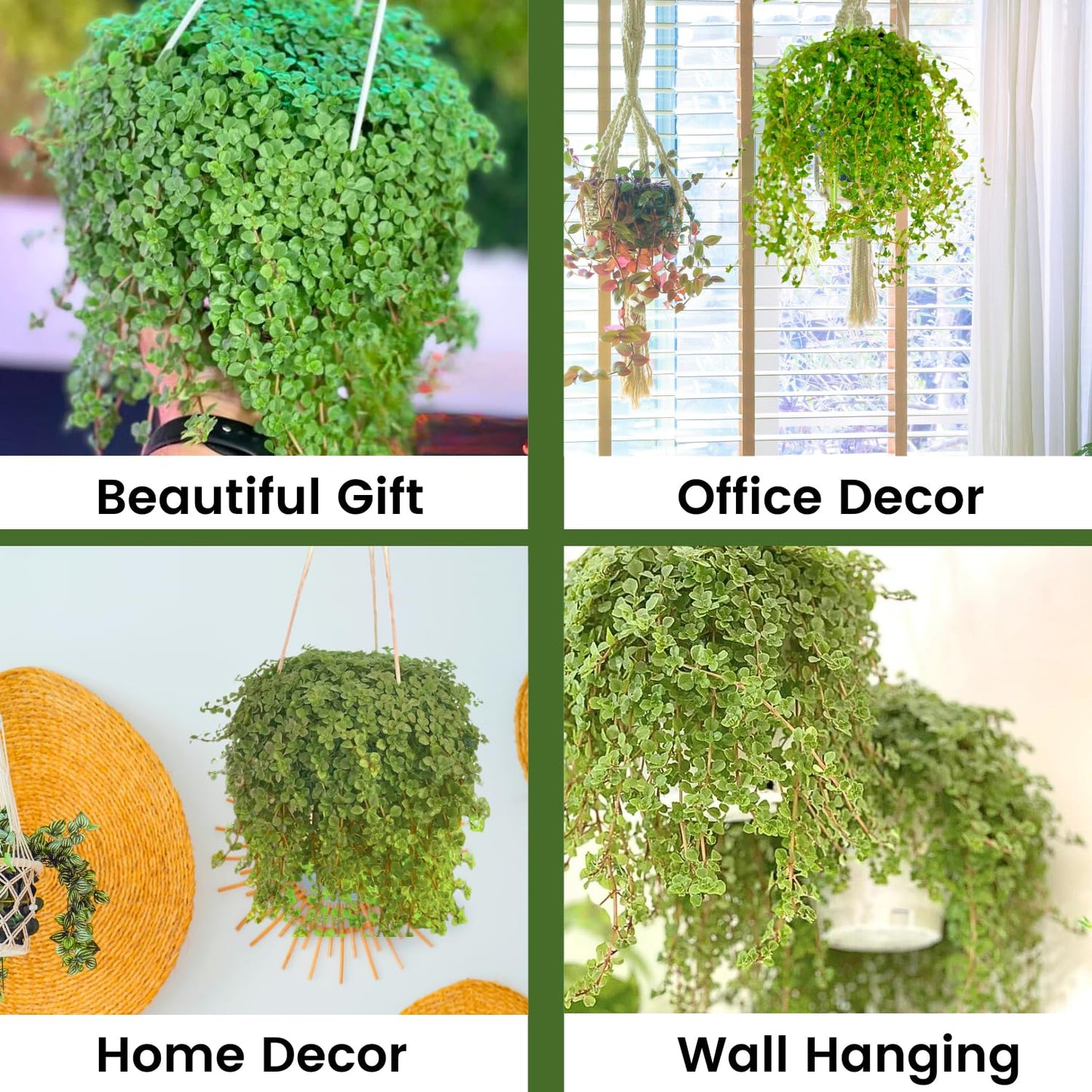 Pilea Depressa Live Plant with Hanging Basket - 4.5Inch Pilea Plant - Trailing Hanging Plants - Baby Tears Fully Rooted House Plants for Home Office Decorations & Birthday Gift(Heat Pack Included)