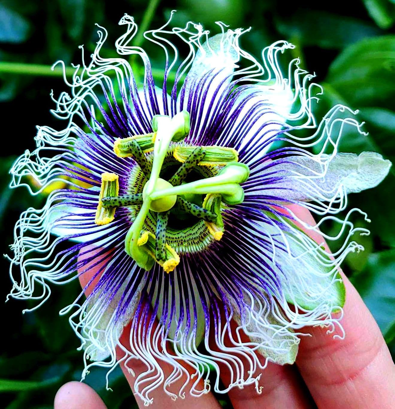 Passion Flower Seeds Mixed Color 40 Pcs+ Passion Fruit Seeds - Vine Perennial Flower Seeds, Green