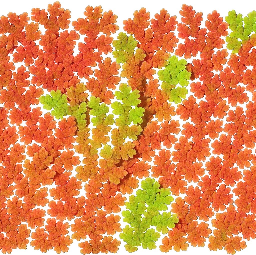 Azolla caroliniana 25 + Plants Live Floating Pond Plant Mosquito Fern Water Velvet Fairy Moss Aquarium Outdoor Ponds Fast Growth Outcompetes Algae Fish Food filiculoides