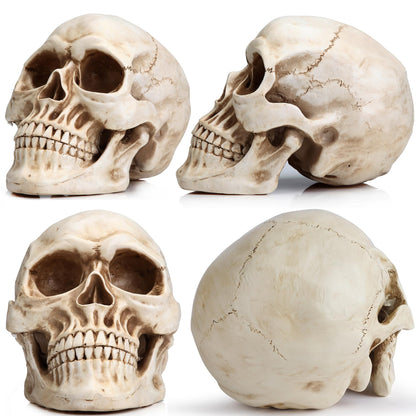 Readaeer Life Size Skeleton Replica Realistic Human Skull Head Bone Model (Normal)