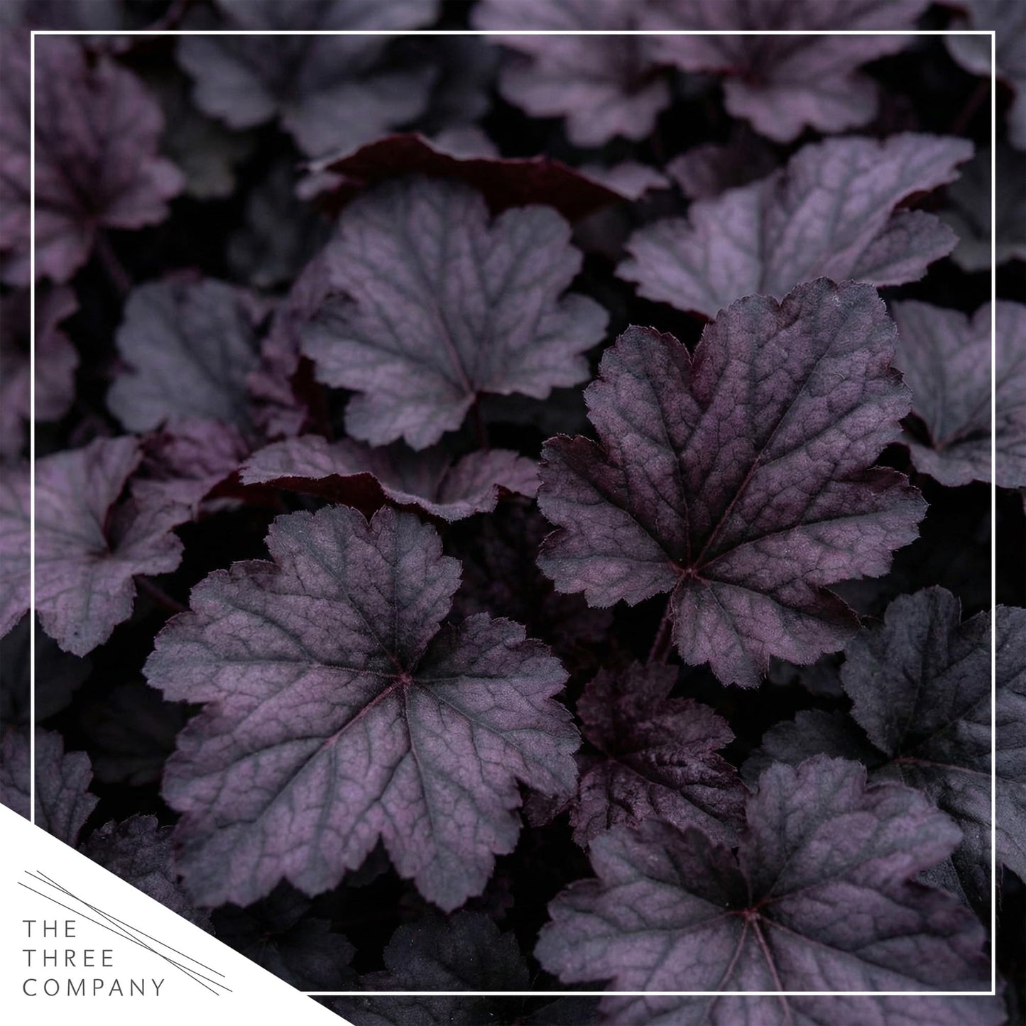 Live Heuchera Coral Bells 2-Pack – Black Olive – Shade Perennial Foliage Plant, 10” Tall, 1 Qt Pot