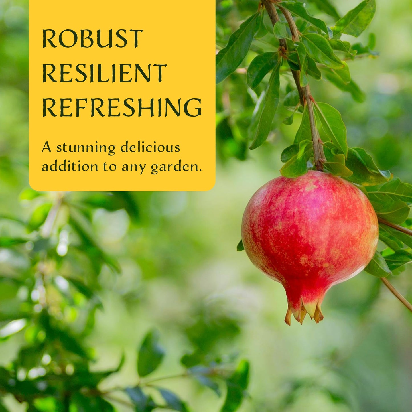 2 Pomegranate Wonderful Trees | Live Saplings in 2.5-inch Nursery Cubes | Punica Granatum 'Wonderful' Variety | Hardy Deciduous Trees and Shrubs | Red Fruit-Bearing Plant