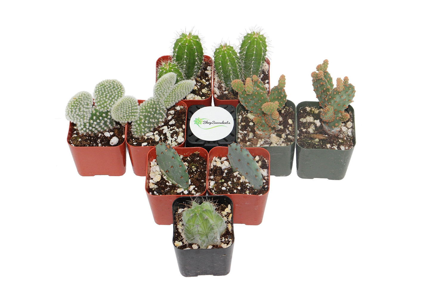 Shop Succulents | Cool Cactus Collection of Live Succulent Plants, Hand Selected Variety Pack of Cacti | Collection of 9 in 2" pots
