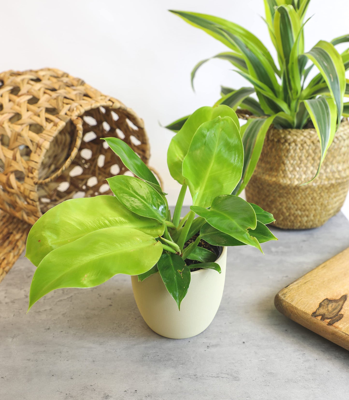 Real Philodendron Plant Variety Pack (Includes 4 Live Plants) in 4.25" Grower Pots, Easy to Grow Air Purifying Philodendrons, Seasonal Surprise Box, Easy & Popular Houseplants by Plants for Pets