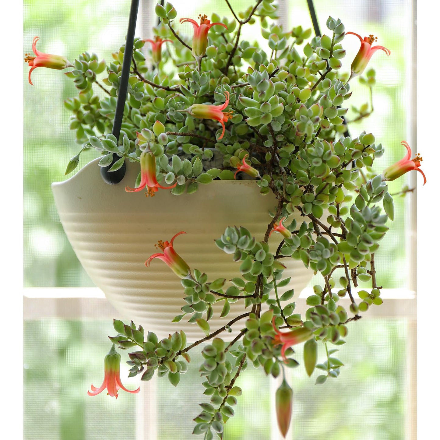 Sprout N Green Cotyledon Pendens, Live Succulent Fully Rooted in 4" Pot with Soil, Trailing Plant for Home Office Wedding Indoor Outdoor Hanging Decor DIY Project Party Favor, Keep Away from Pets