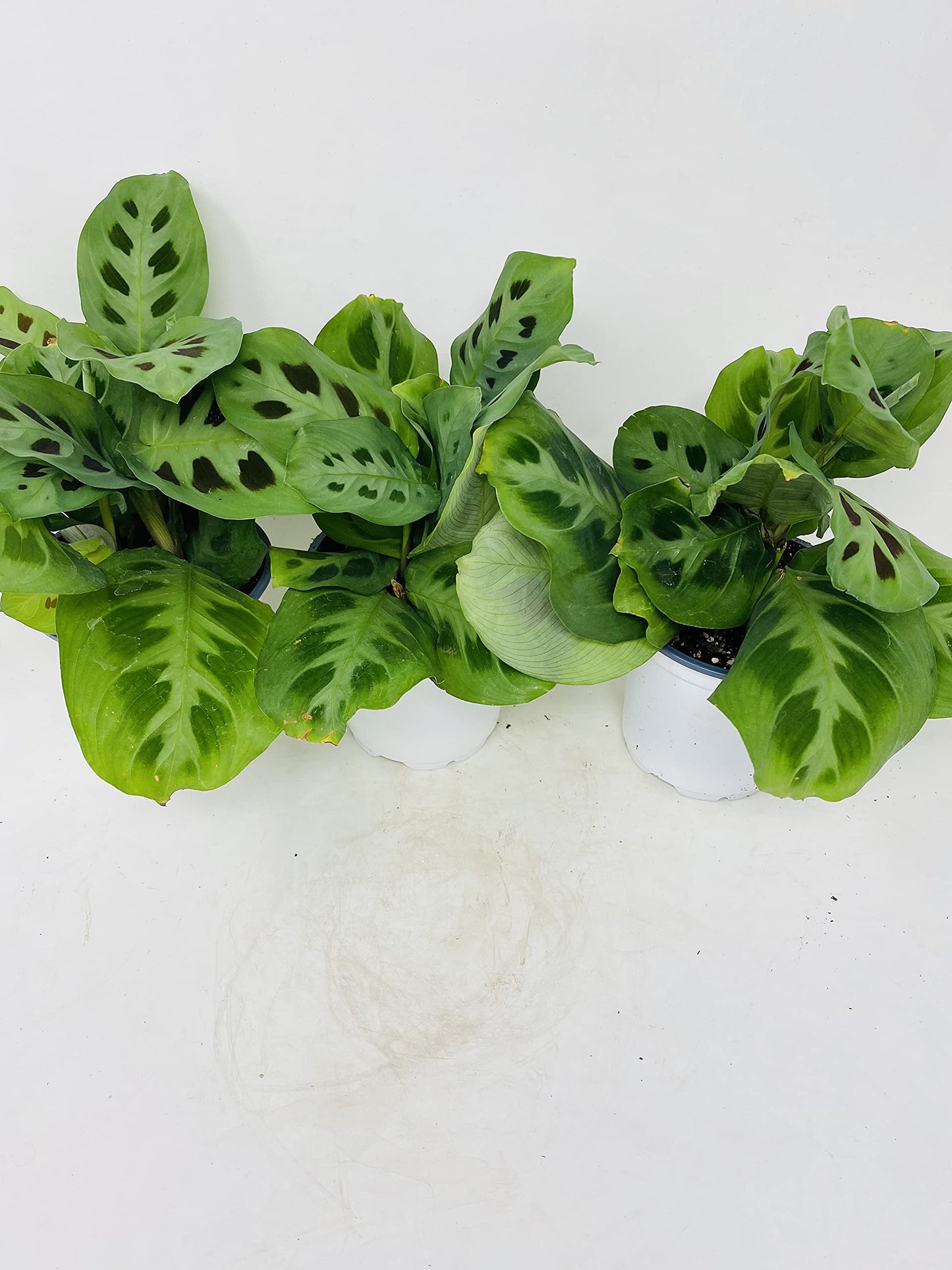 Green Prayer Plant ' Maranta'- Easy to Grow - (Pack of 3)- 4" Pot