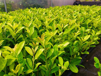 10 Cherry Laurel Evergreen Hedging 40-60cm Potted Not Bareroot by Sunnyside Nurseries