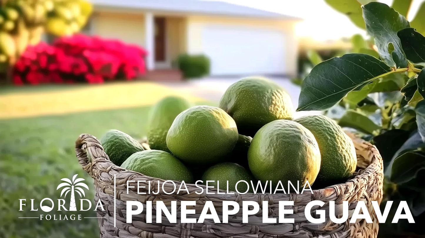 Pineapple Guava - 10 Live Plants - Feijoa Sellowiana - Edible Fruit and Flowering Foliage