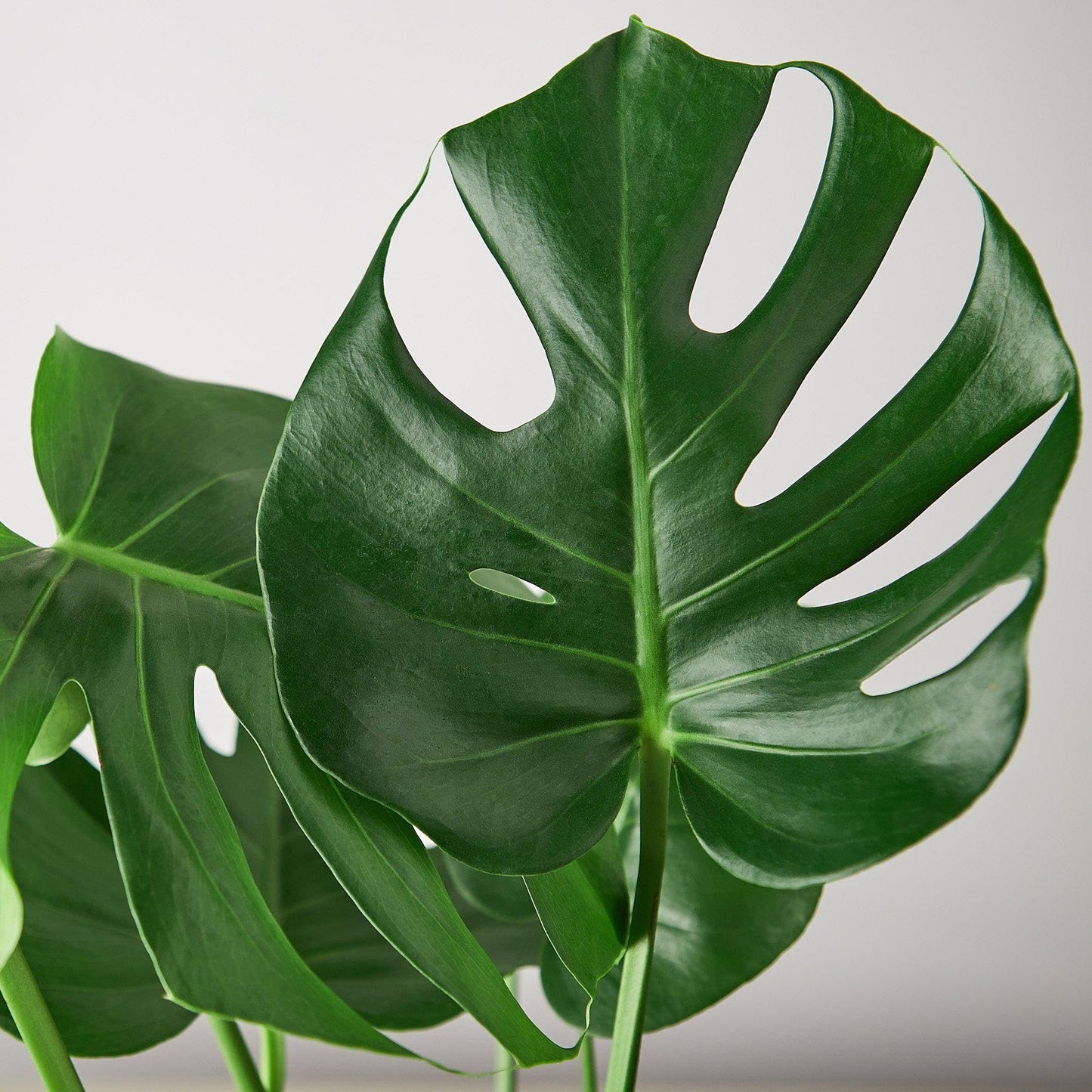 3 Pack Philodendron Monstera Split-Leaf in 4in Pot - Live Plants Tropical Houseplants | Variegated | USA Growers | The Snobby Leaf