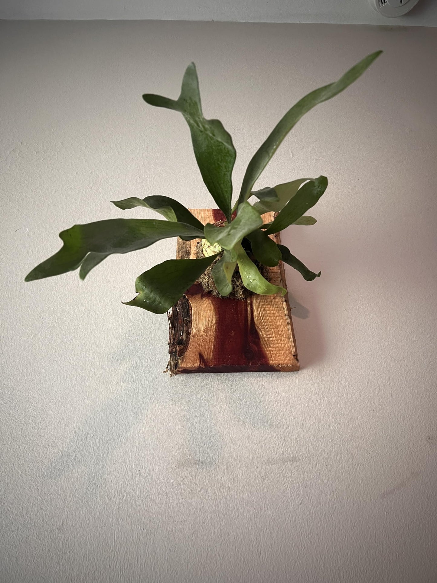 Live Staghorn Fern Wall Mount on Natural Aromatic Cedar Wood Plaque with Live Moss (Staghorn Fern, Meduim)