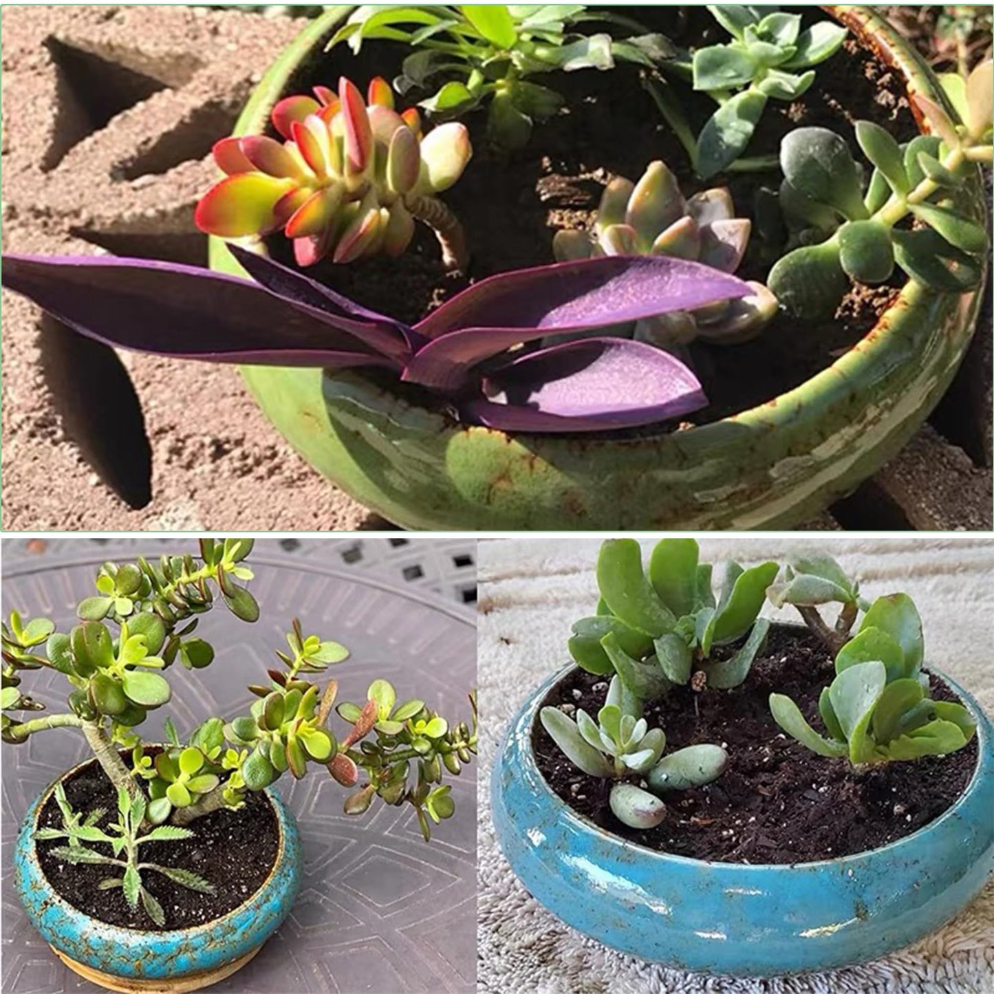 ABCISI Ceramic Succulent Pots: 7.3 inch Large Shallow Planter, Bonsai Pots Succulent Planters with Drainage Hole, Round Glazed Garden Decorative Cactus Flower Plant Container Bowl (White)
