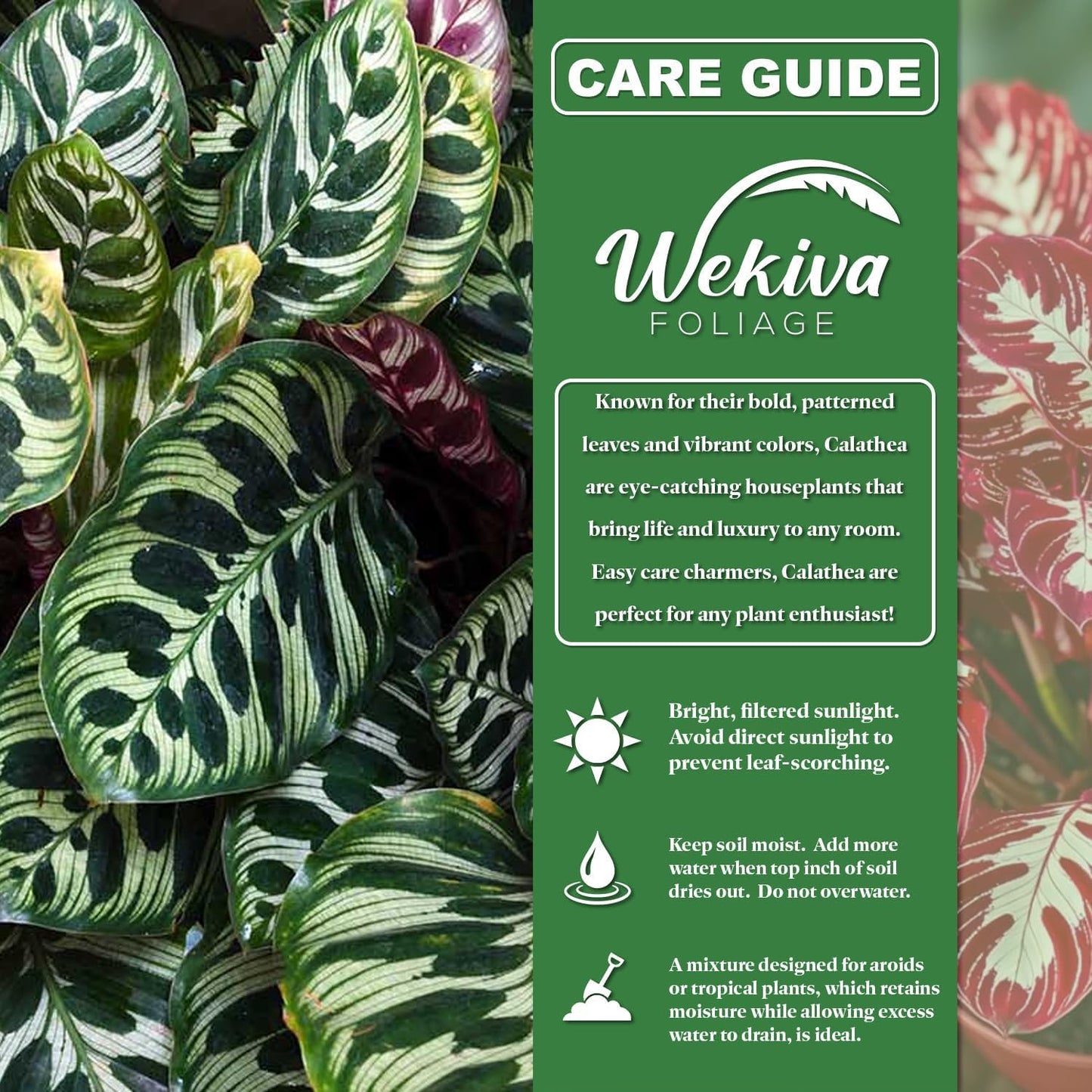 Calathea Burle Marxii Prayer Plant and Soil Mix Combo - Live Plant in a 4 Inch Pot with 1 Quart HousePlant Soil Mix - Calathea Burle Marxii with Custom Soil Blend