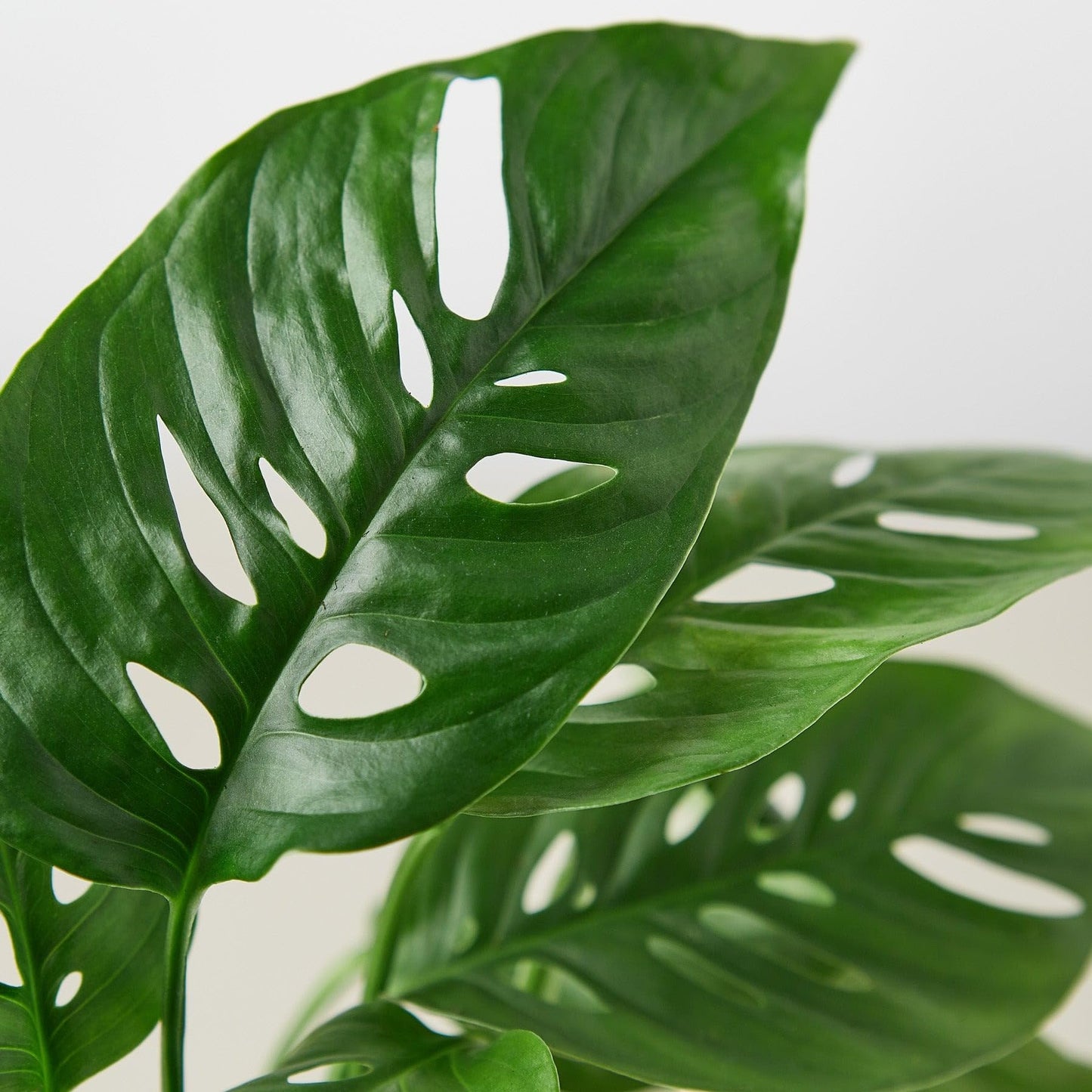 Monstera Adansonii 'Swiss Cheese' | Live Plant for Indoor & Outdoor | for Living Room, Office, Bathroom | (6" Pot, White Cylinder)