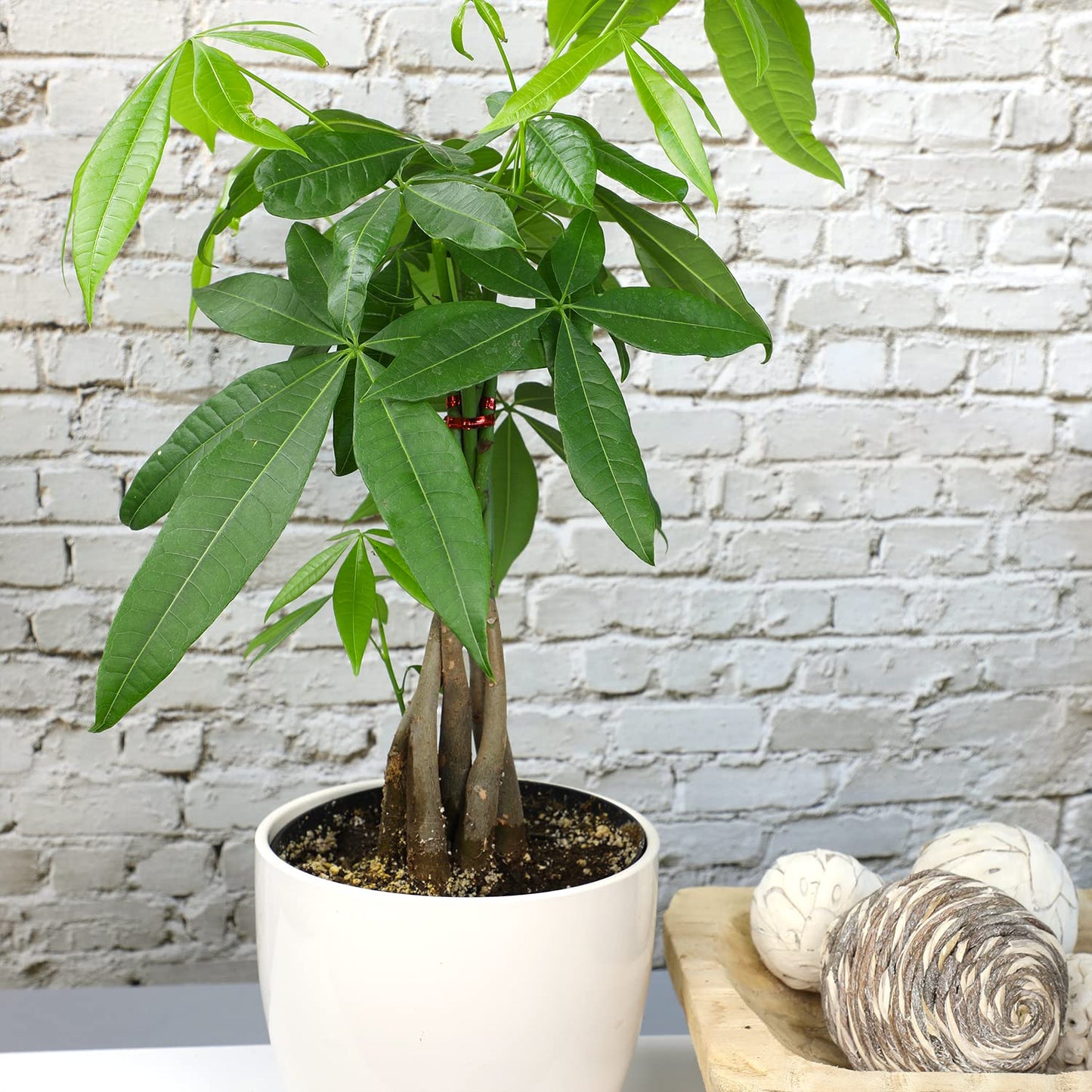 Live Money Tree Houseplant in 6" Grower Pot, Air Purifying Pet Friendly Plant, Easy Care for Beginners, Pachira Aquatica, Bonsai & Feng Shui Houseplants by Plants for Pets