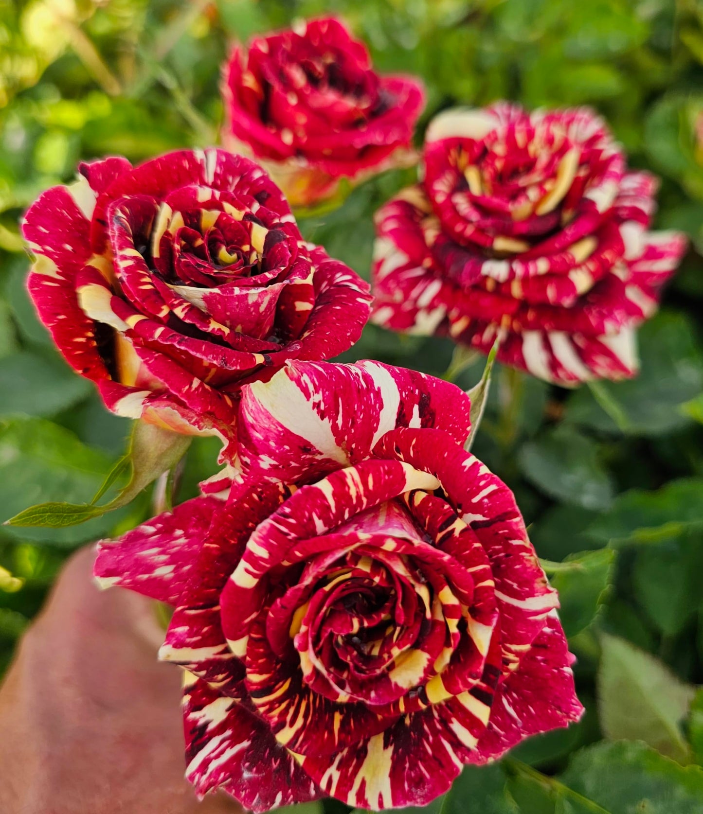 Ma Cherie Roses - Abracadabra Rose - 1 Gallon Rose - Live Plant Ready to Plant