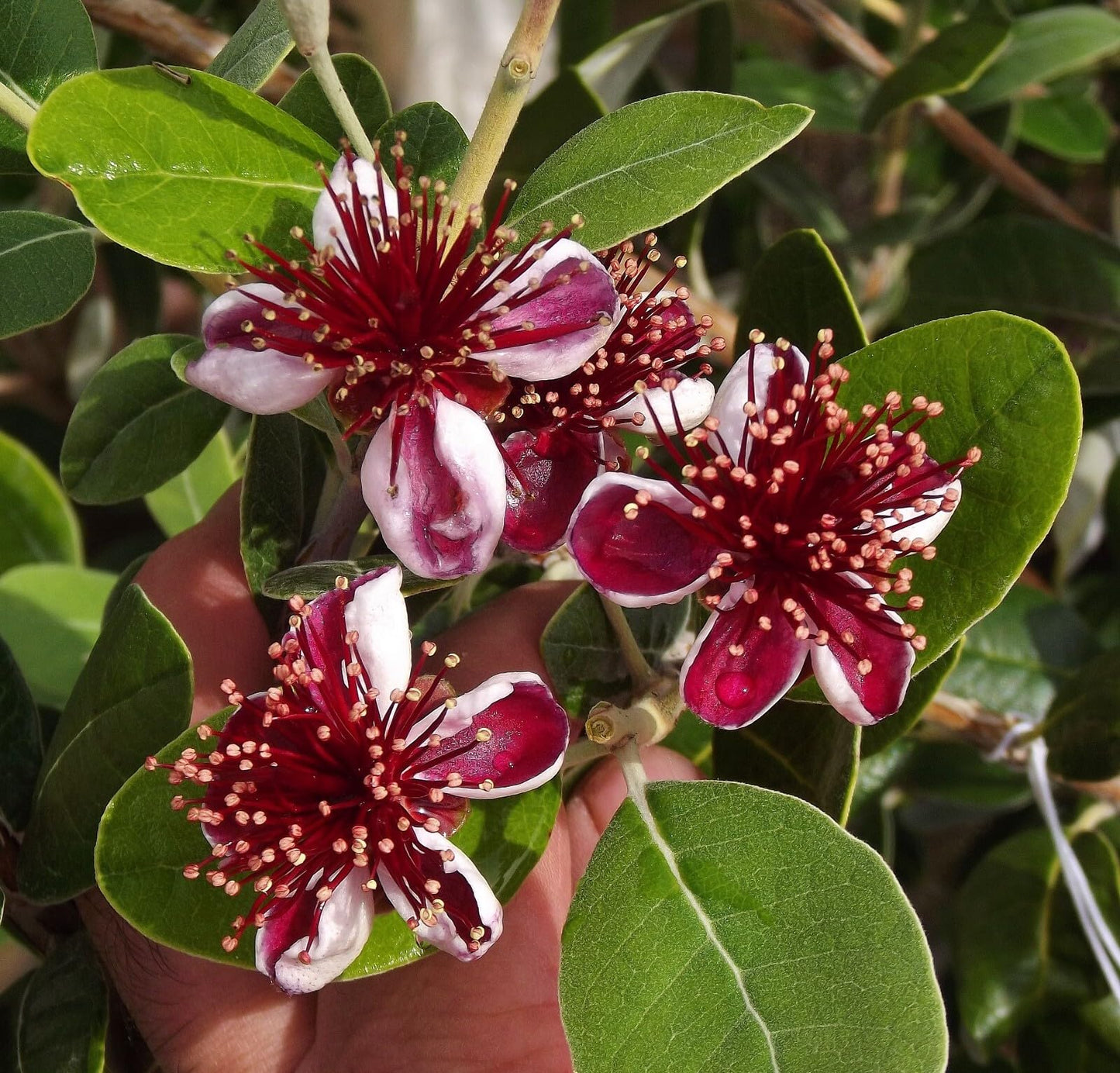 Live Plant - Pineapple Guava Feijoa Sellowiana Well Rooted Starter Plant Grow Sweet Fruit