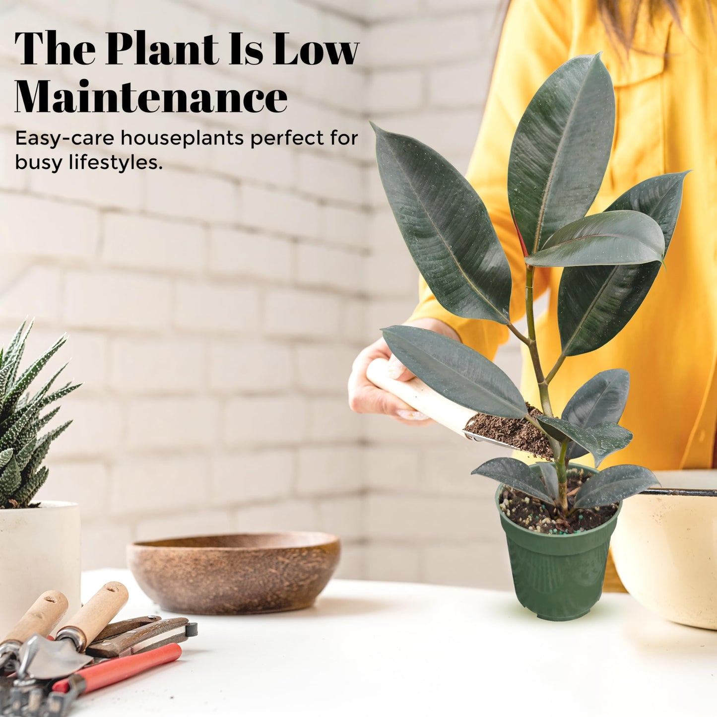 Bumble Plants Burgundy Ficus Elastica Black Rubber Plant [Winter Thermal Packaging Included] | Glossy Dark Green Leaves | Red Mid-Veins | Low Maintenance Unique Houseplants for Easy Indoor Gardens