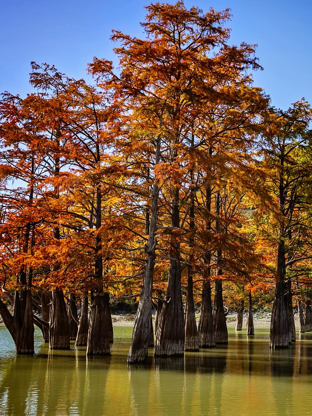 Bald Cypress Tree, Deciduous Conifer, Flood Tolerant, Cold Tolerant, 2-3 ft Tree Height, 1 gal Nursery Pot (Due to Agricultural Laws, we Cannot Ship to CA, AZ, AK, or HI)