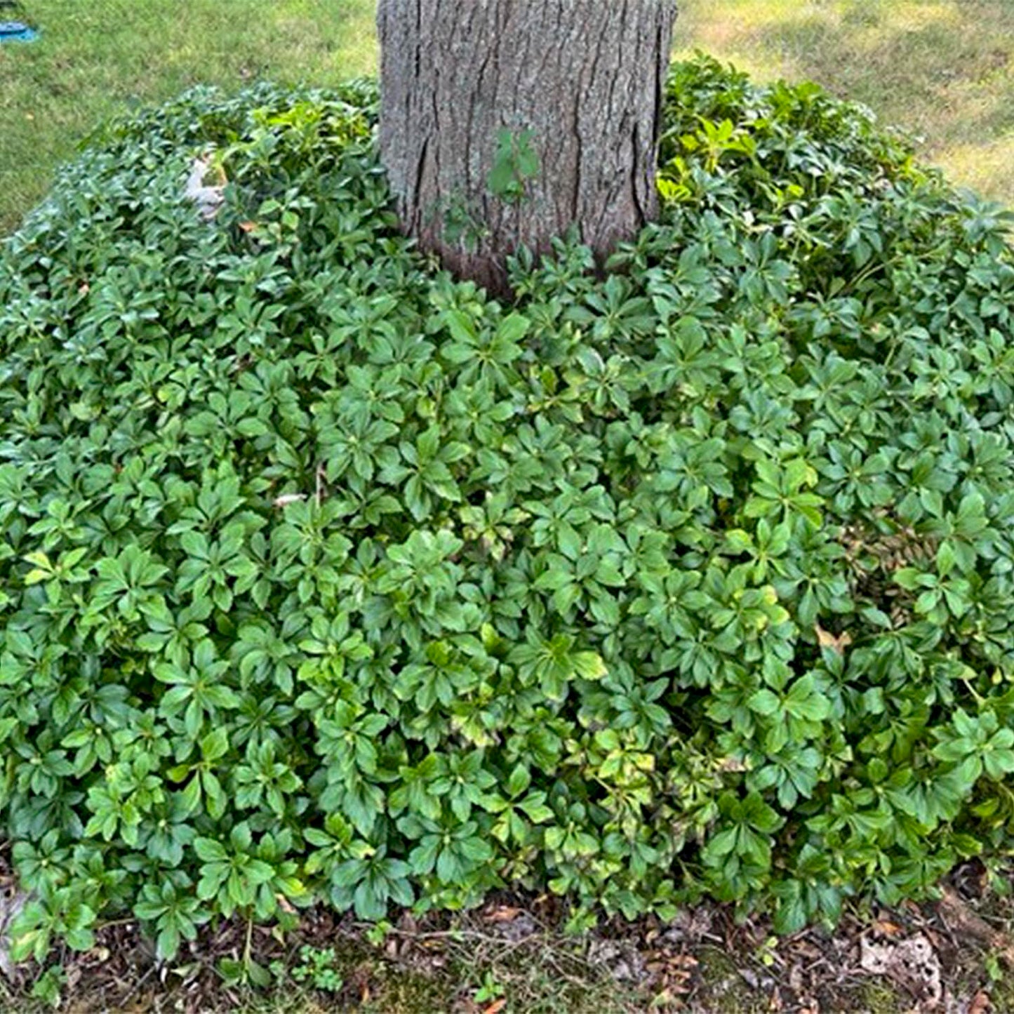 Direct Gardening Pachysandra Dormant Bare Root Shade Perennial Groundcover Starter Plant