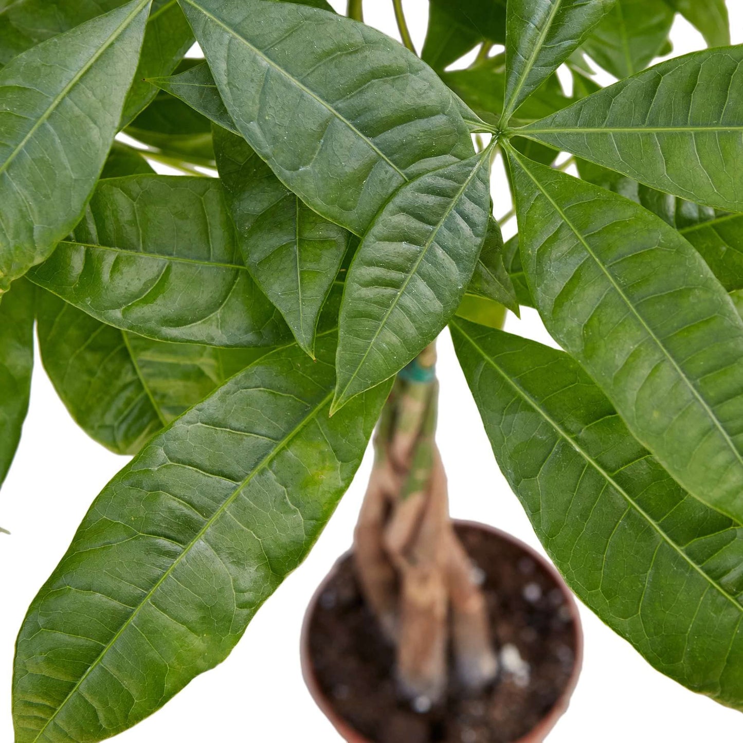 Money Tree 'Guiana Chestnut' Pachira Braid Live Plant for Indoor | Different Houseplants in 4'' & 6'' Pot | Real House Plant for Living Room, Office, Desk & Bathroom |