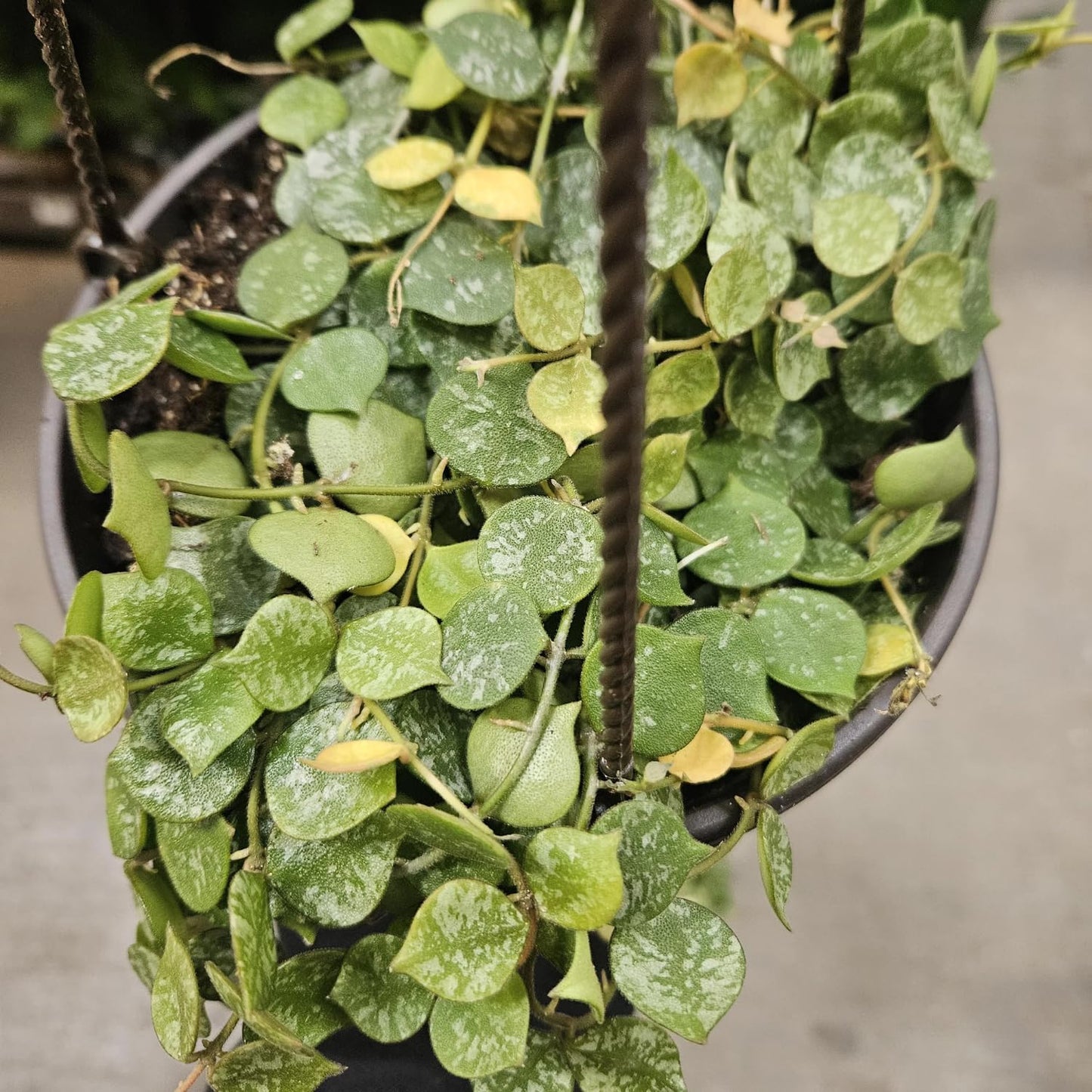 String of Hearts Plant Live – Succulents Plants Live 4” Pot | Pink Variegated String of Hearts | Suitable for Indoor Décor & Easy Care Gift