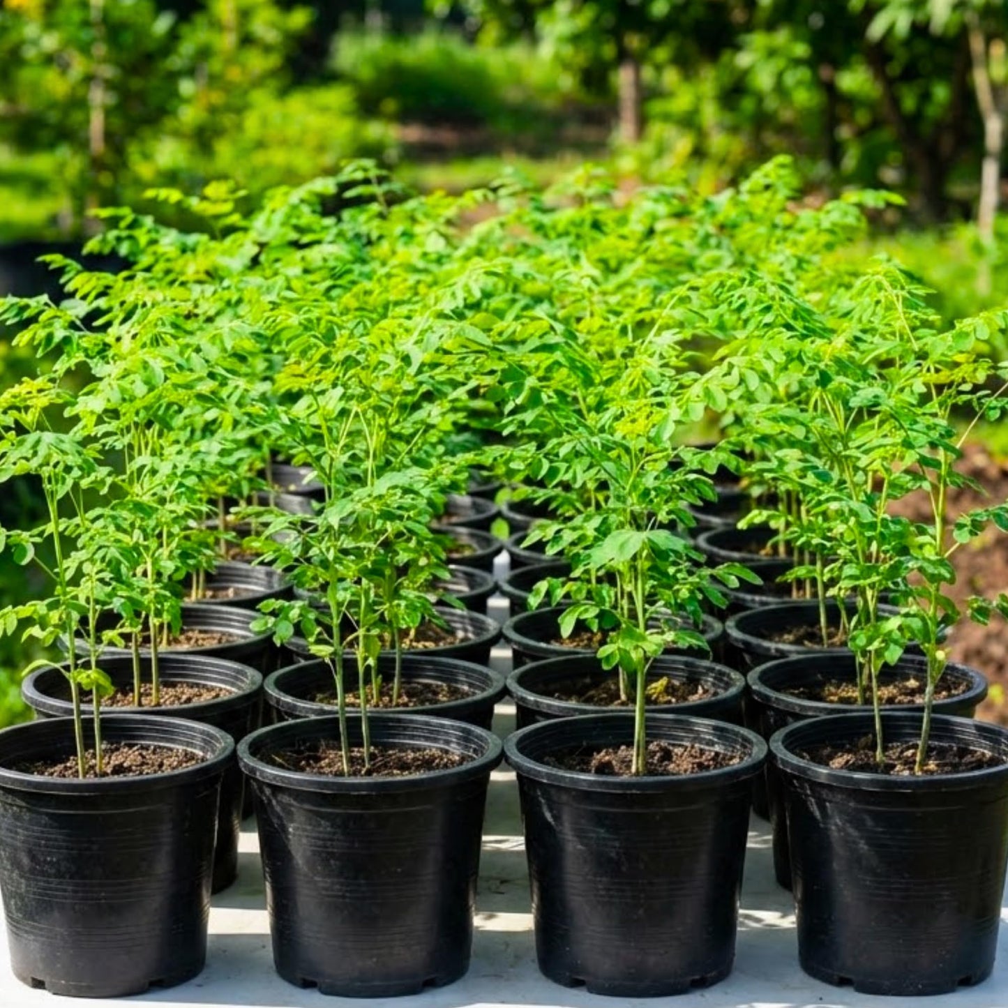 2 Moringa Trees Plants Live for Planting, Moringa Oleifera, Malunggay Well Rooted, 6 to 10 Inches Tall, No CA