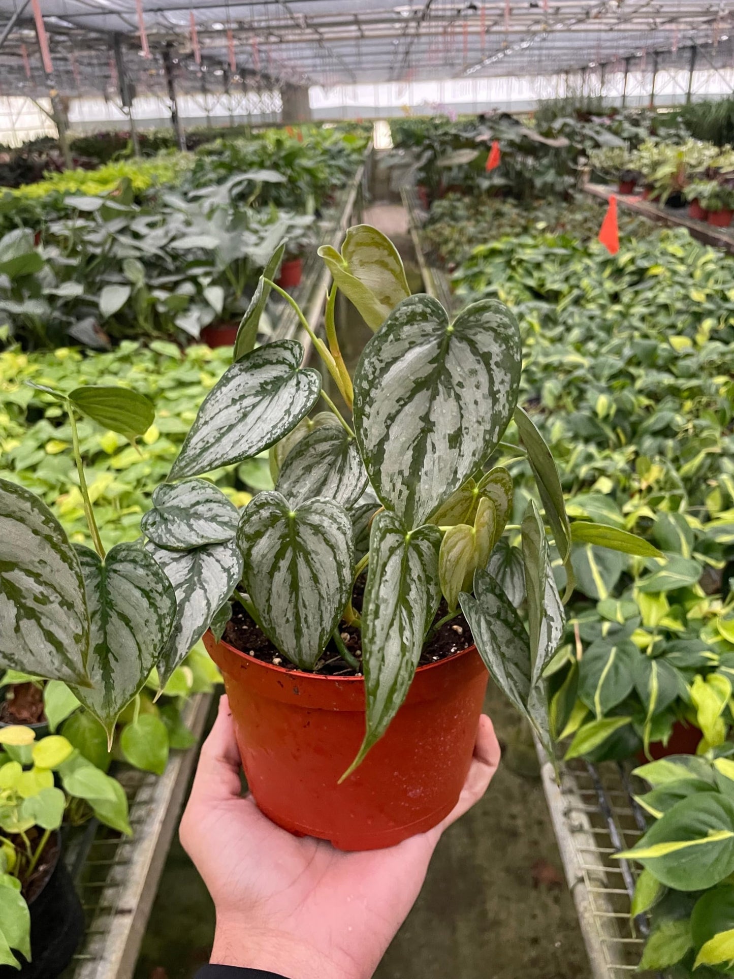 Philodendron Brandi | Live Plant for Indoor & Outdoor | for Living Room, Office, Bathroom | (4" Pot)
