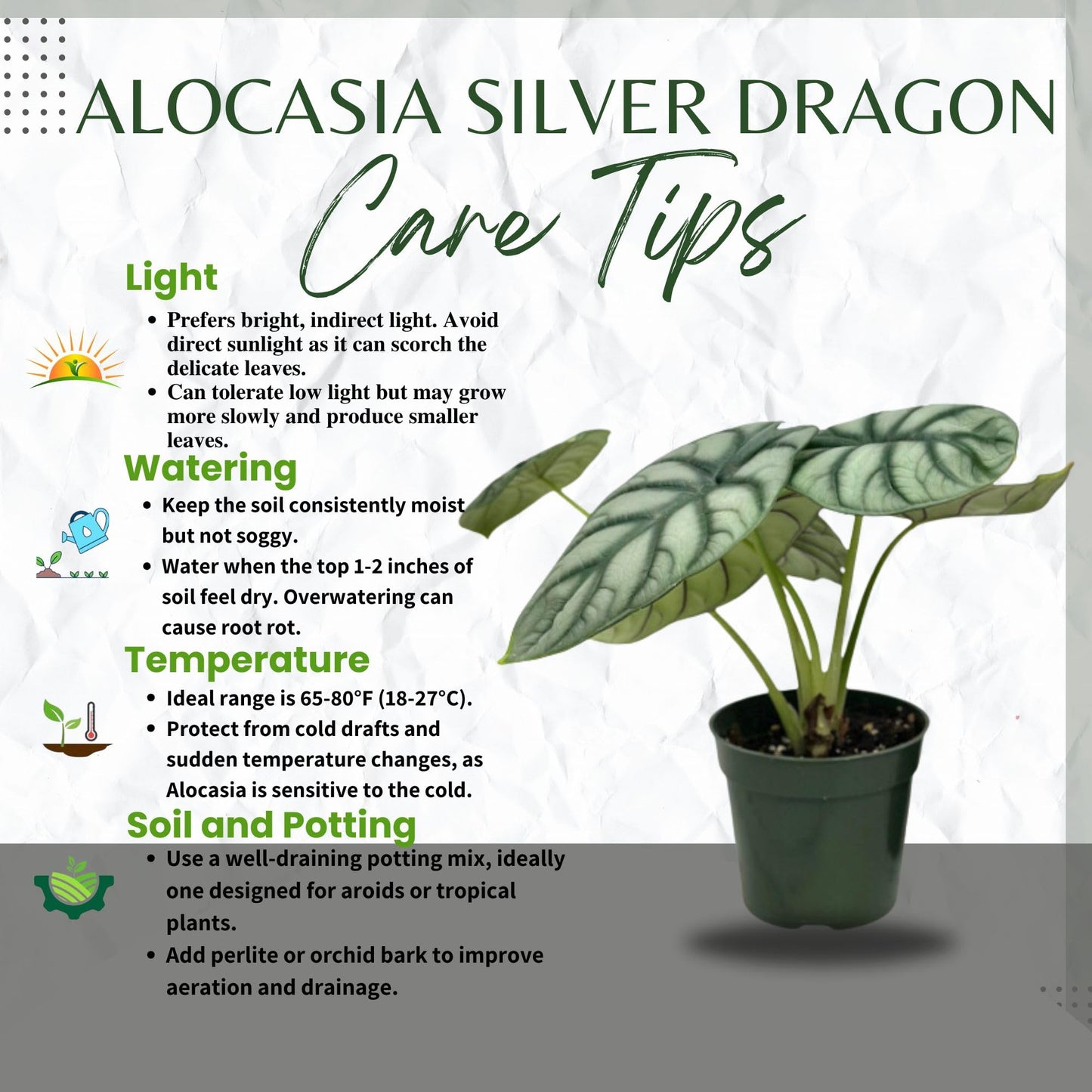 Alocasia Silver Dragon Live Plant - Rare Tropical Houseplant with Stunning Silver Foliage, Easy Care Indoor Plant for Home Décor, Office Spaces, and Unique Gifts (Heat Pack Included)
