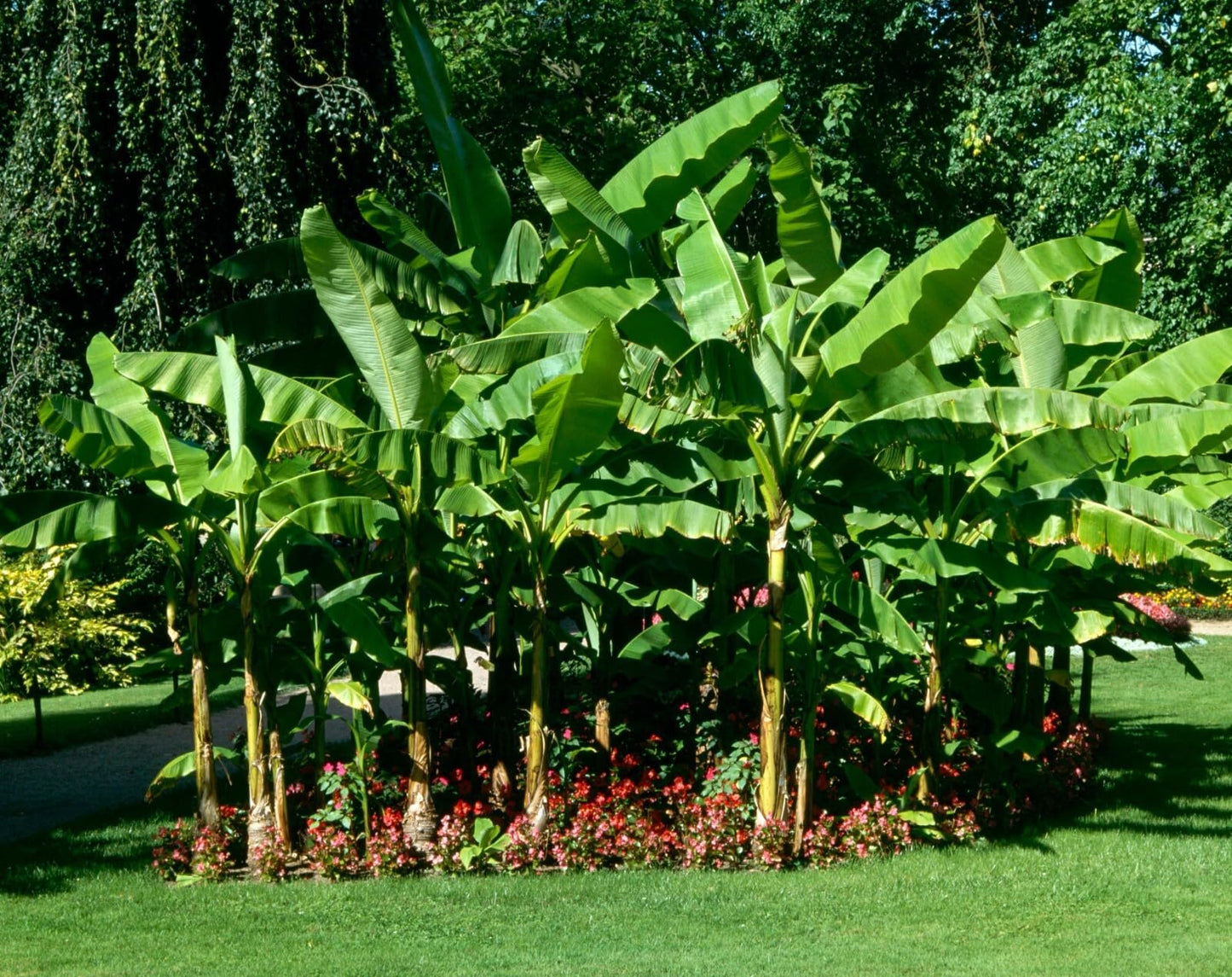 Live Plant - Basjoo Banana Tree Cold Hardy Musa Live Banana Tree-Small Rooted Starter Plant