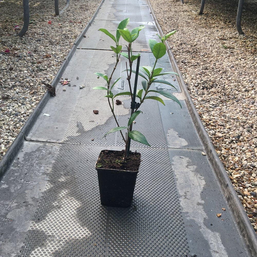 Star Jasmine Evergreen Climbing Garden Outdoor Plant for Trellis, Fences & Obelisks Baring Fragrant White Summer Flowers, 1 x Trachelospermum Jasminoides in 9cm Pot by Thompson & Morgan