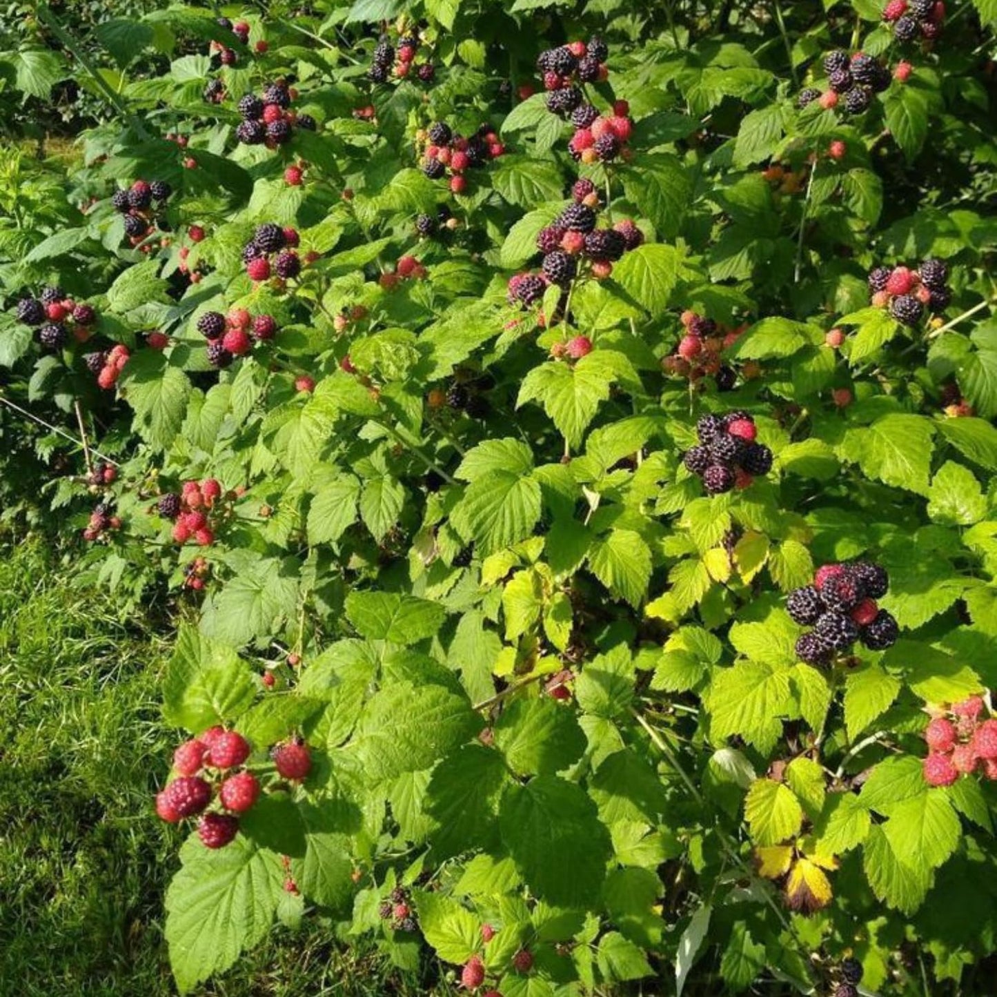 2 Boysenberry Plant Live, Edible Fruit Tree Live Plant, Sweet Berry Bush, 4-6'' Tall, Well Rooted for Outdoor Garden
