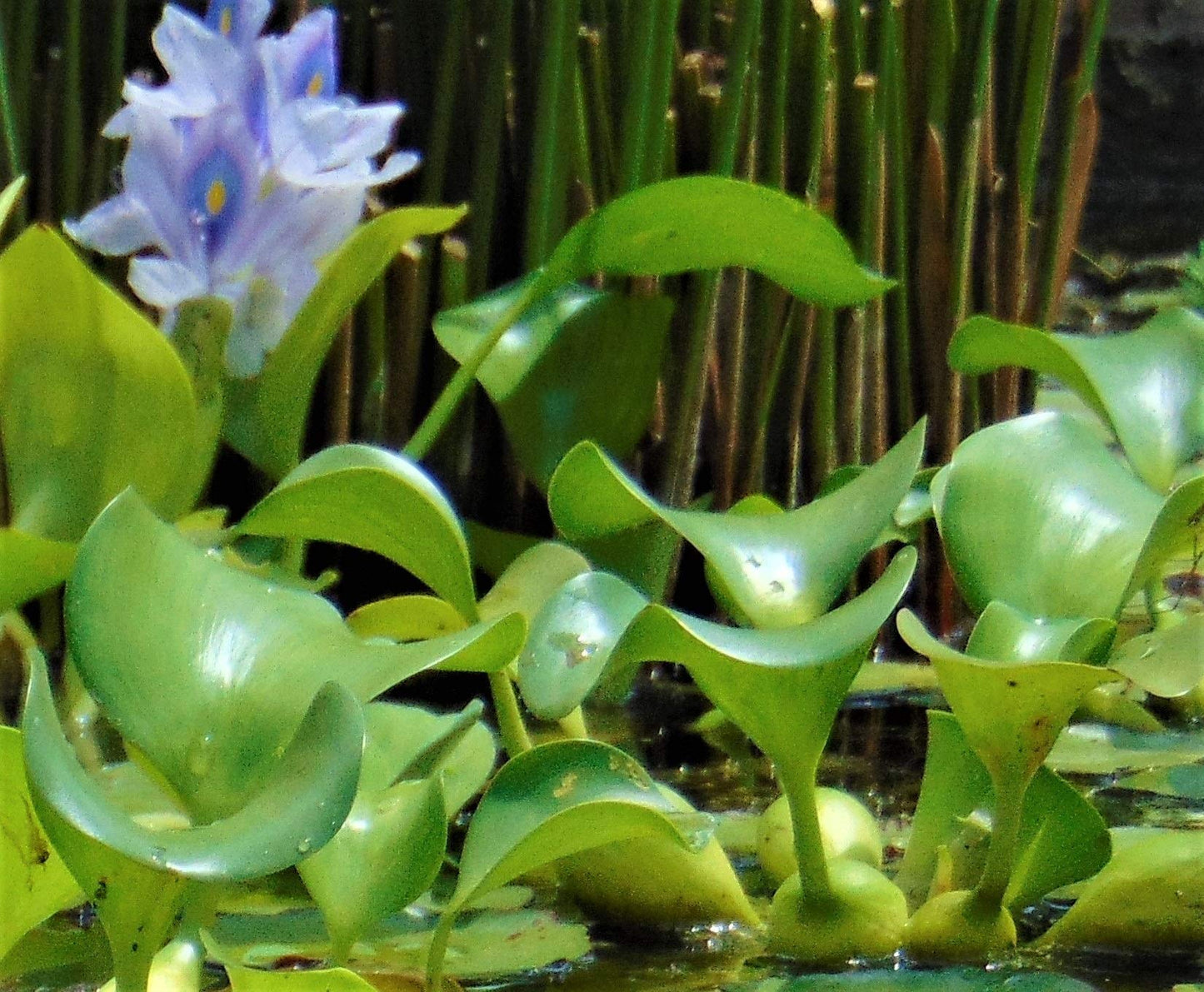 Water Hyacinths Floating Water Garden Plants (12 live plants)