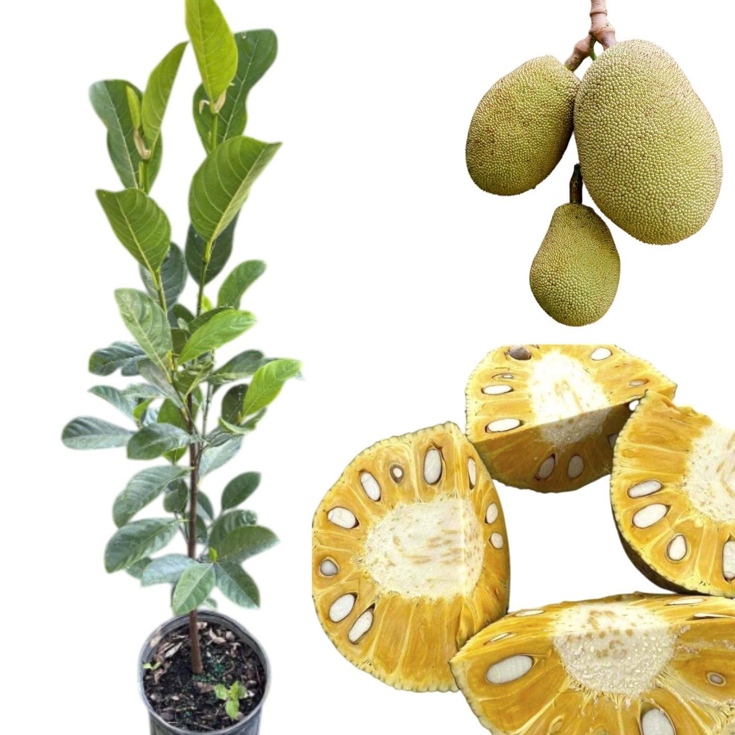 Jackfruit Tree Live for Planting, Tropical Jackfruit Tree Live Plant Indoor Outdoor, 3-4 Feet Tall in 3 Gallon Pot, No Ship CA