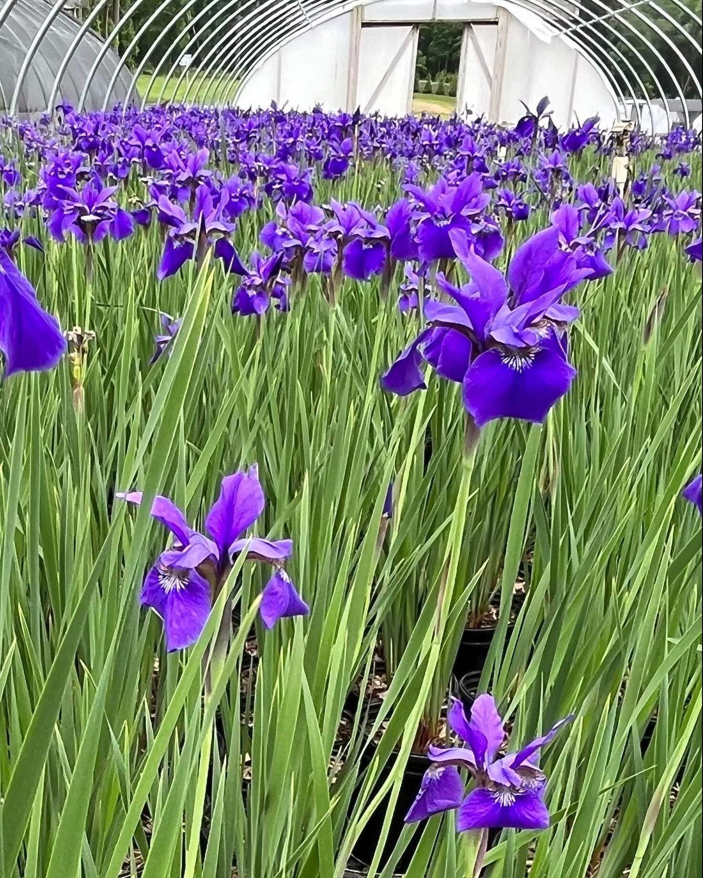Perennial Farm Marketplace Iris s. 'Caesar's Brother' (Siberian) Perennial, Size-#1 Container, Deep Blue-Violet Flowers