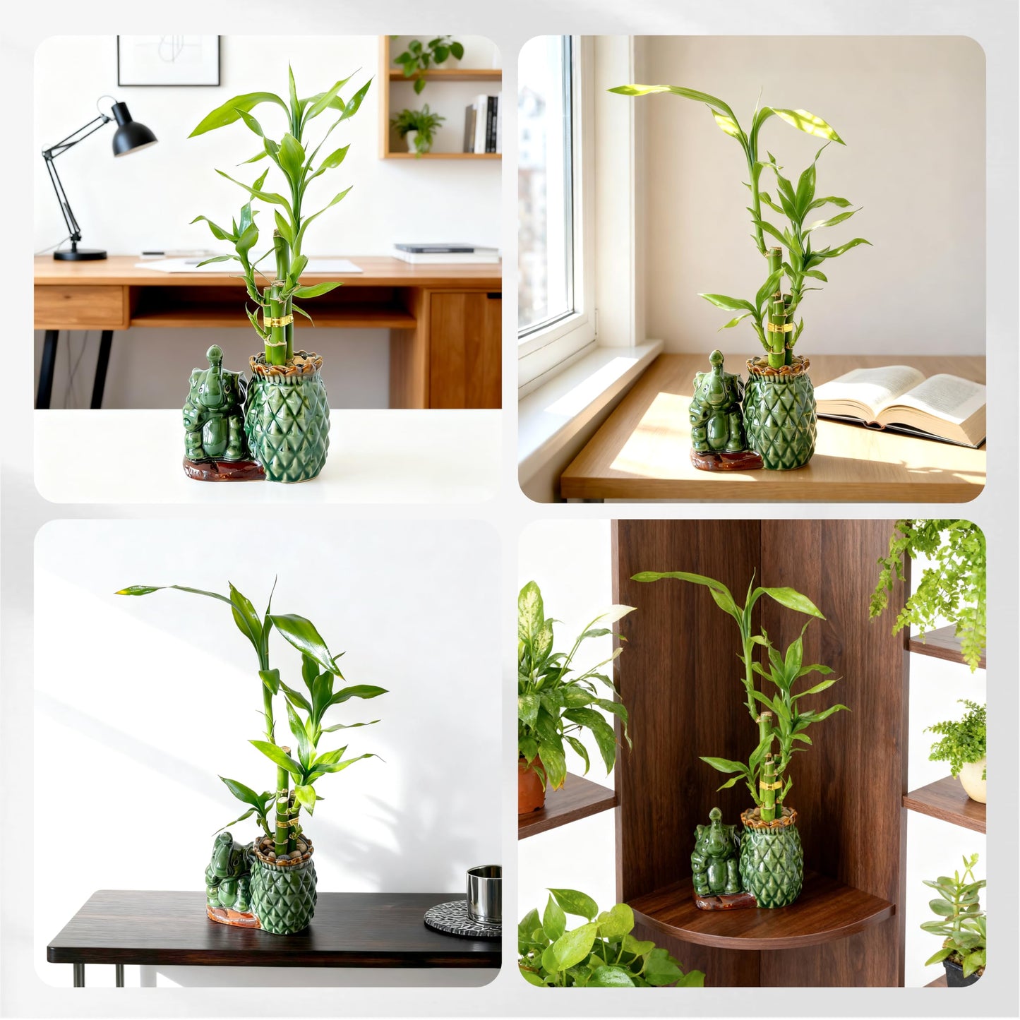 Yagaliga Lucky Bamboo 3-Stalk Set with Pebbles in Elephant Pineapple Pot – 6'' 6'' 8'' Live Houseplant for Good Fortune
